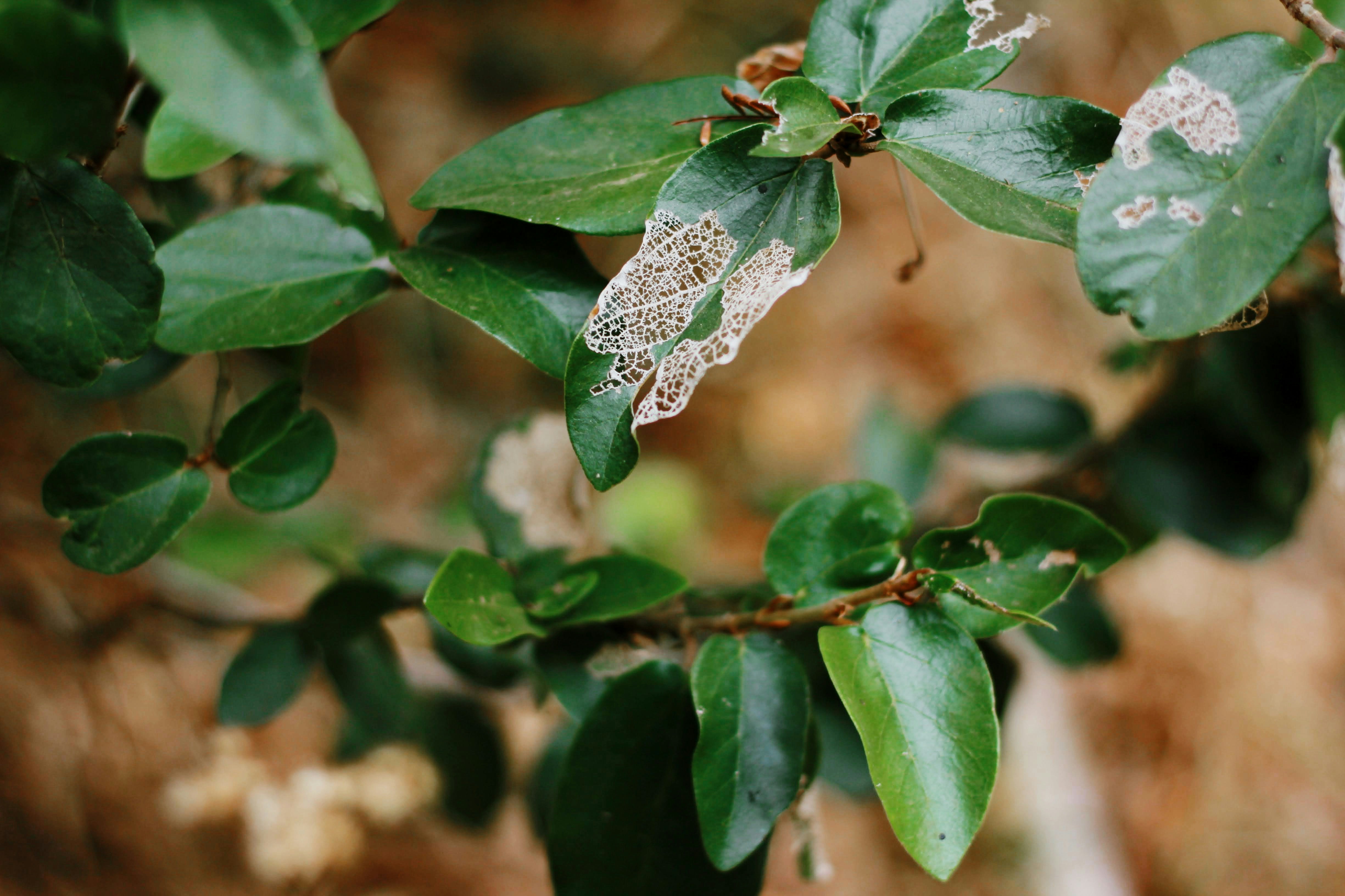 a close up of a leafy plant with white lace on it