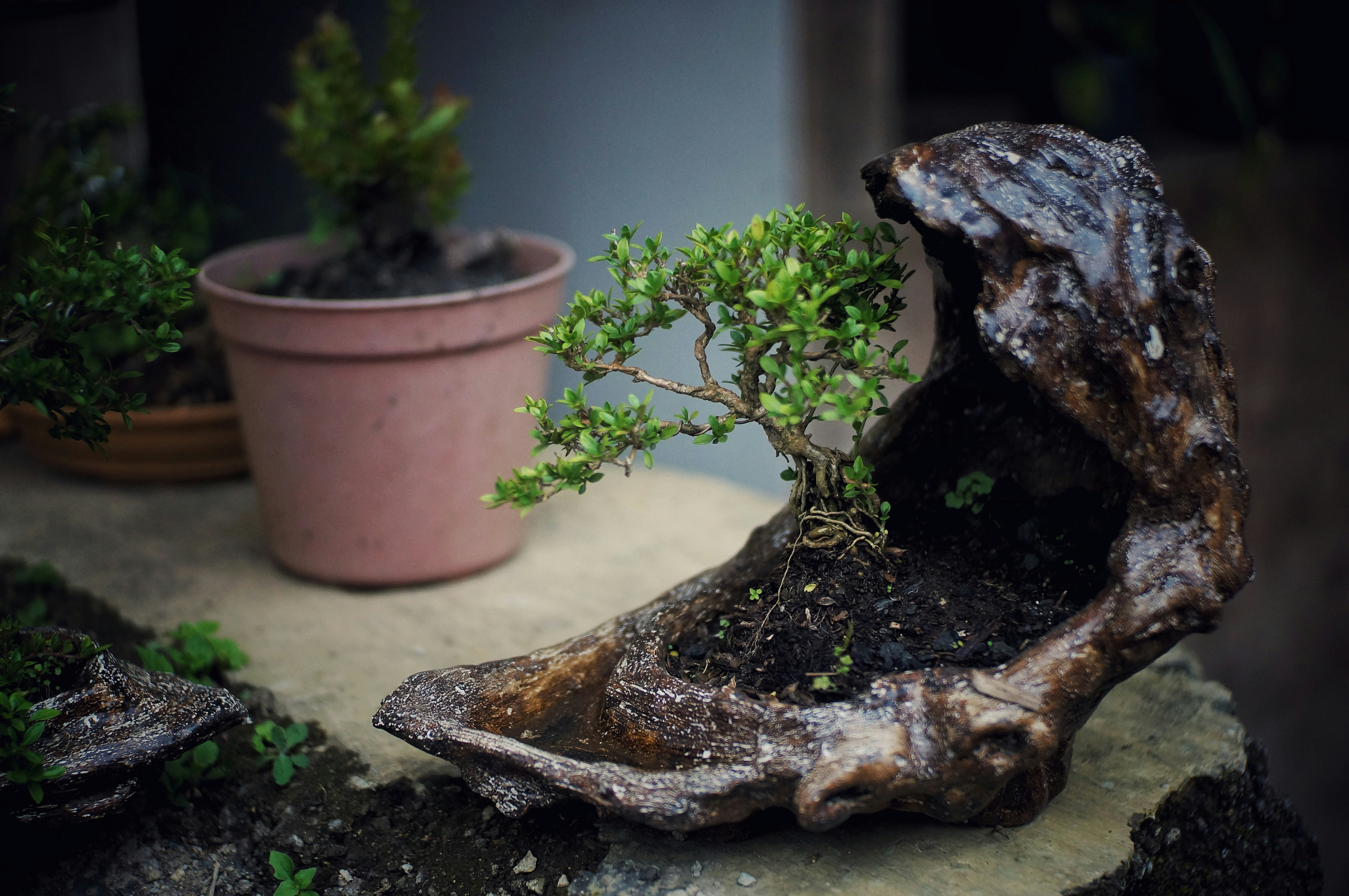 a bonsai tree growing out of a piece of driftwood