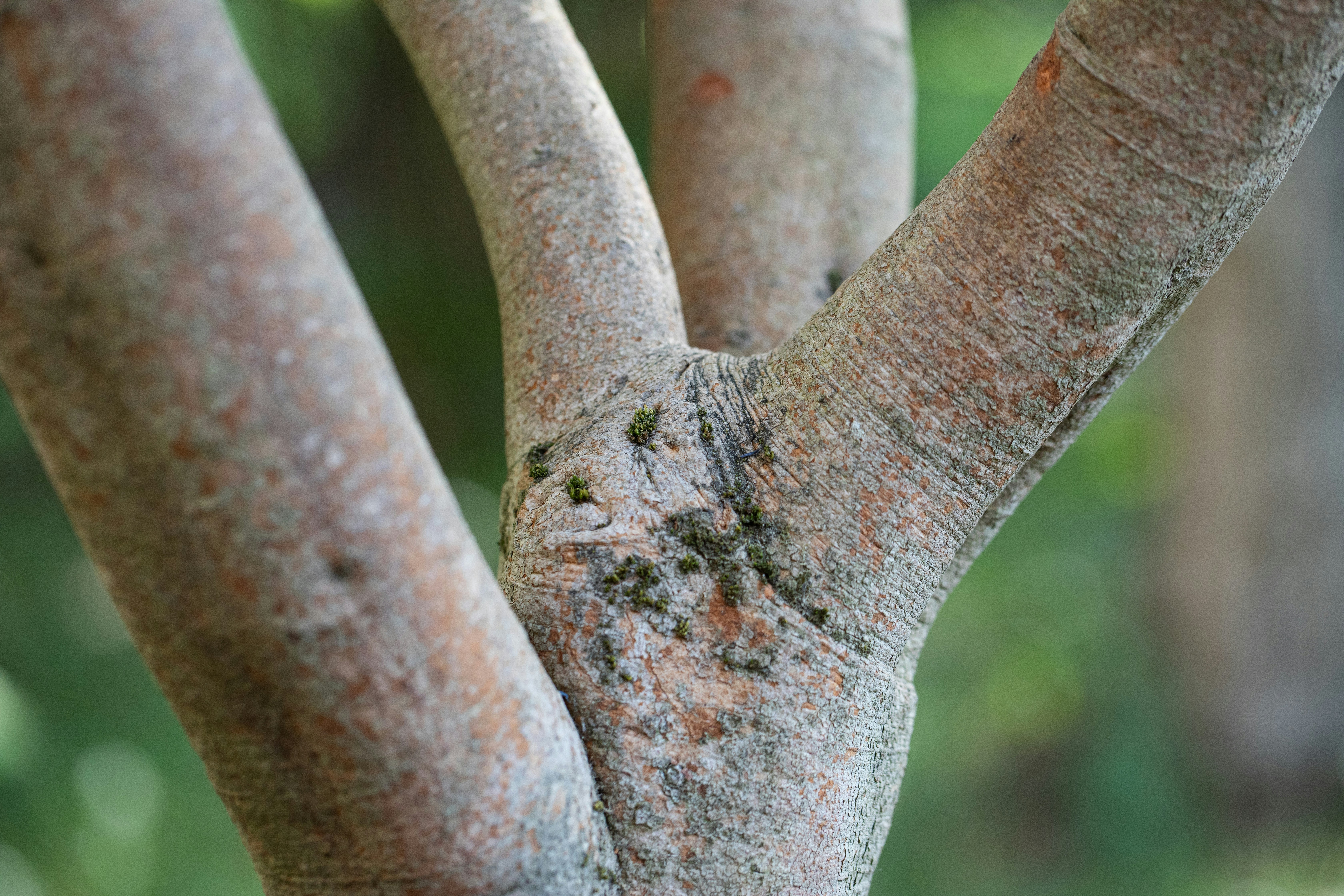 a close up of the trunk of a tree
