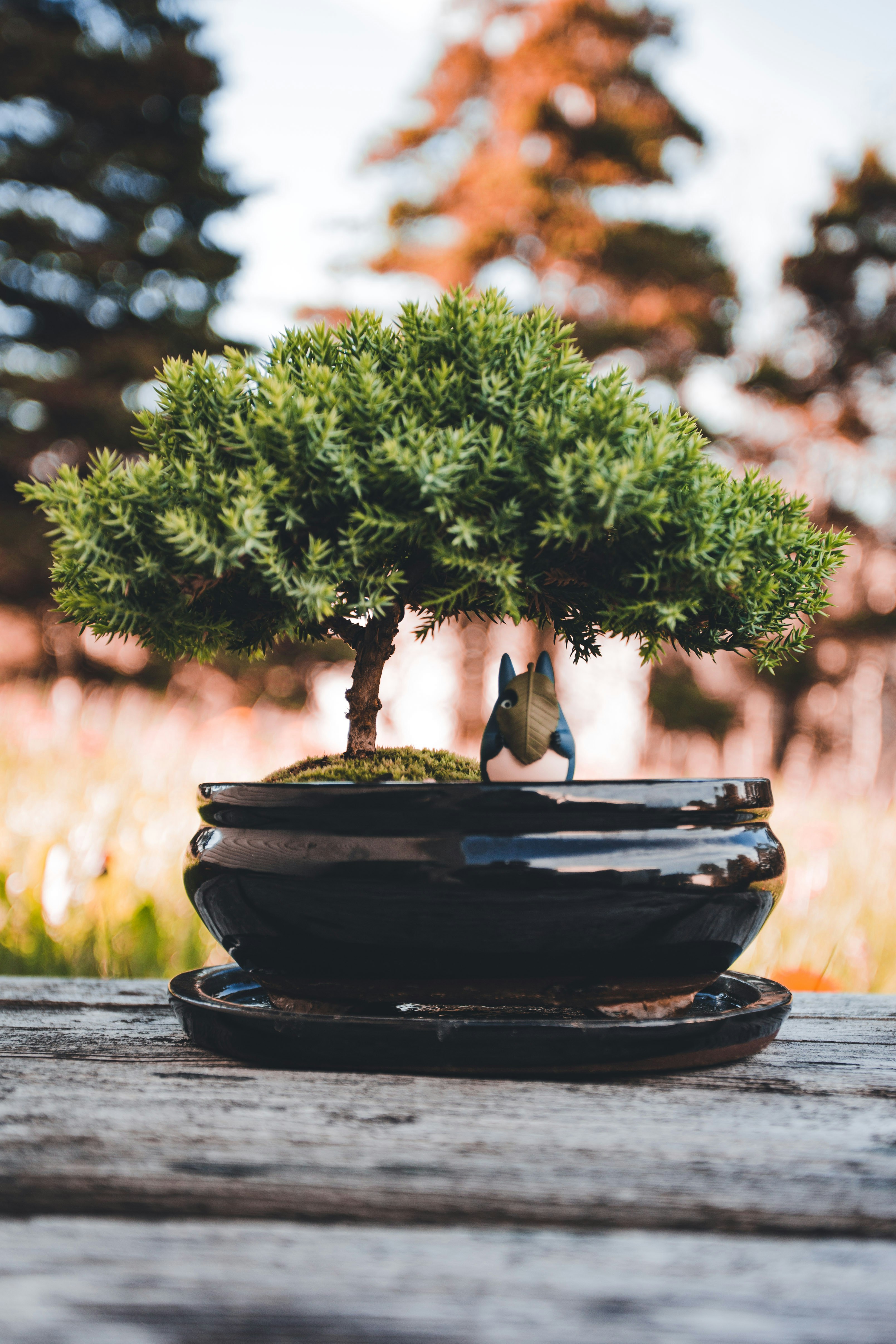 🏁 Conclusion by Bonsai Garden a bonsai tree in a black pot on a wooden table