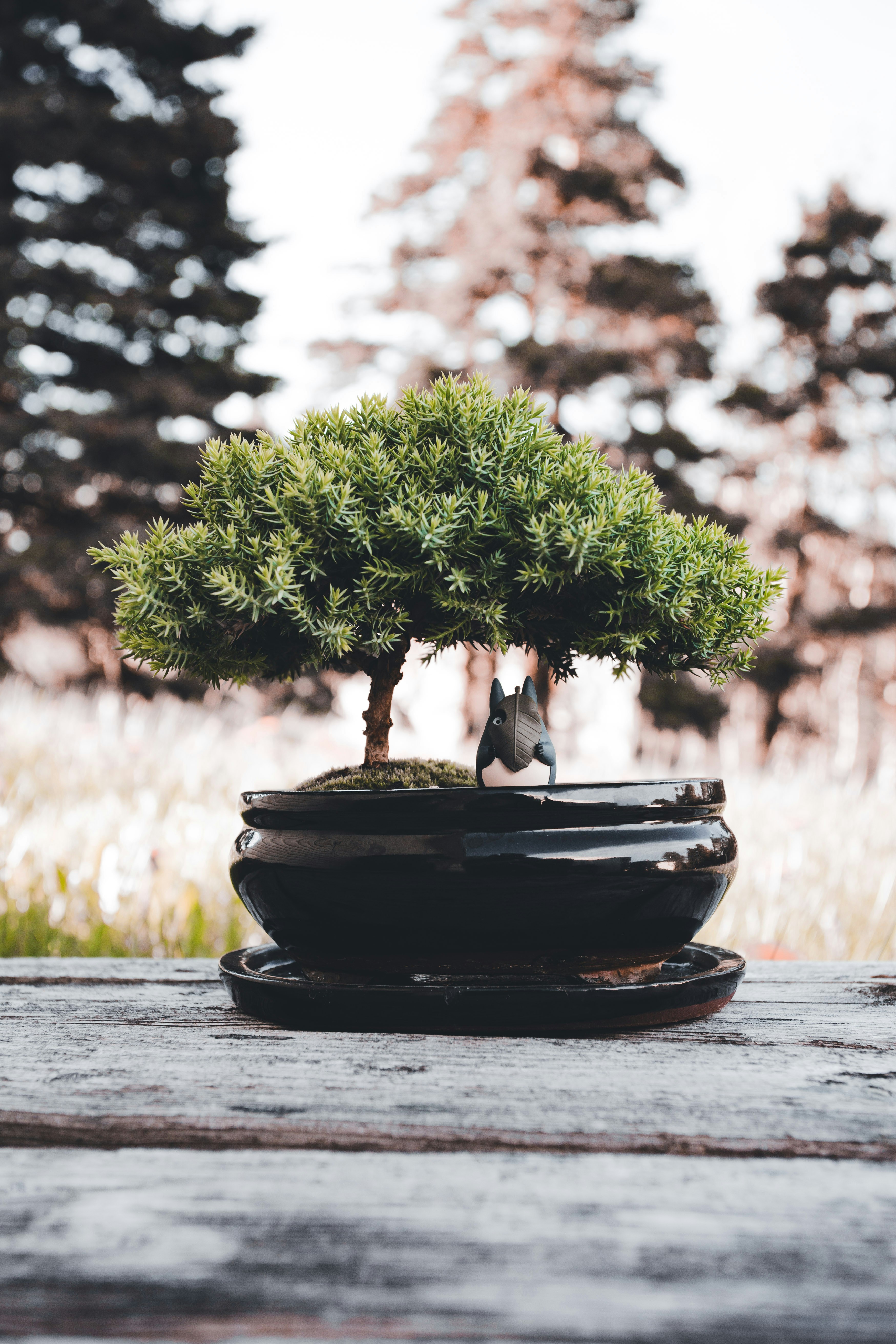 ❓ Seasonal Bonsai Care FAQs by Bonsai Garden a small bonsai tree in a black pot