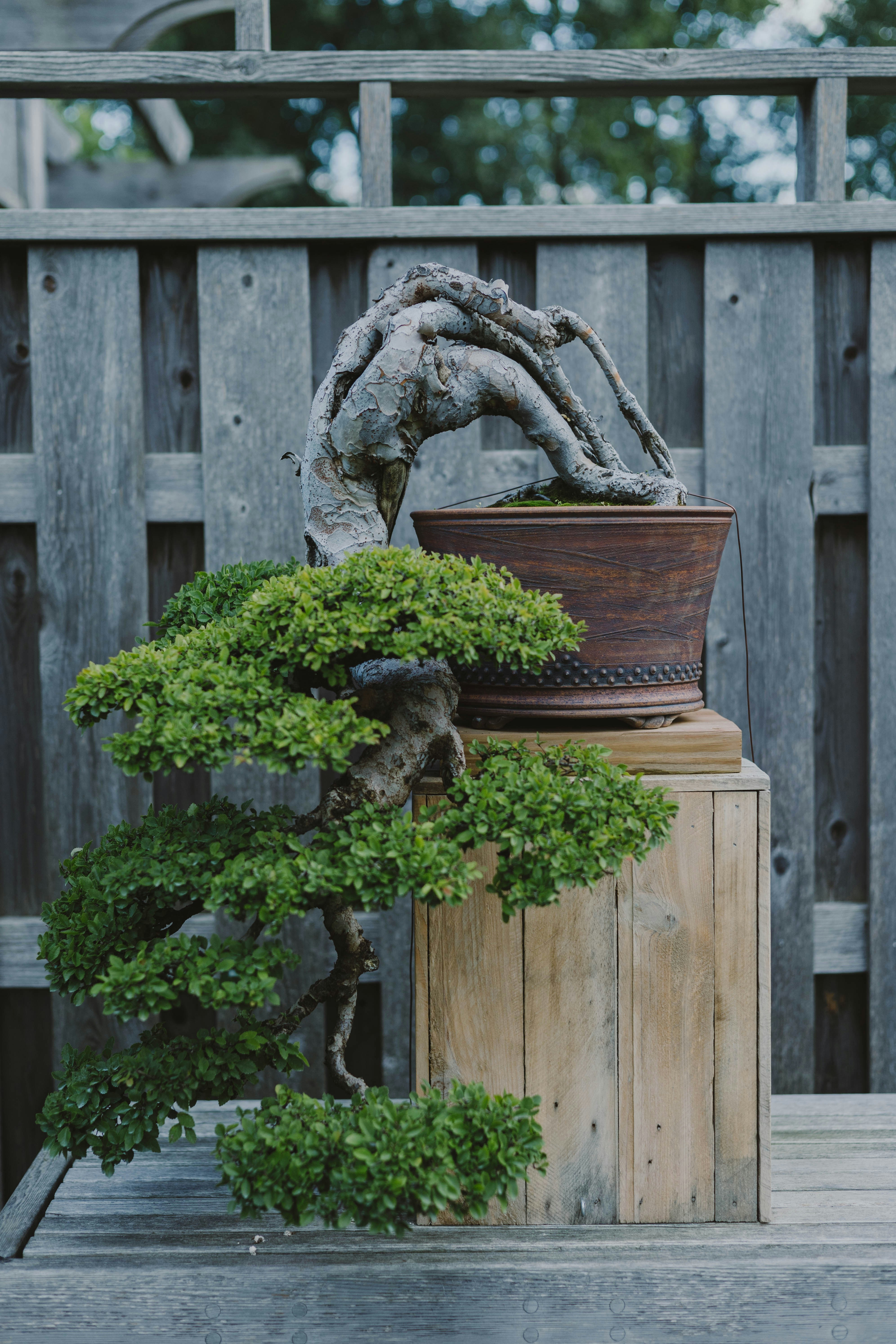 a statue of a dragon on a fence