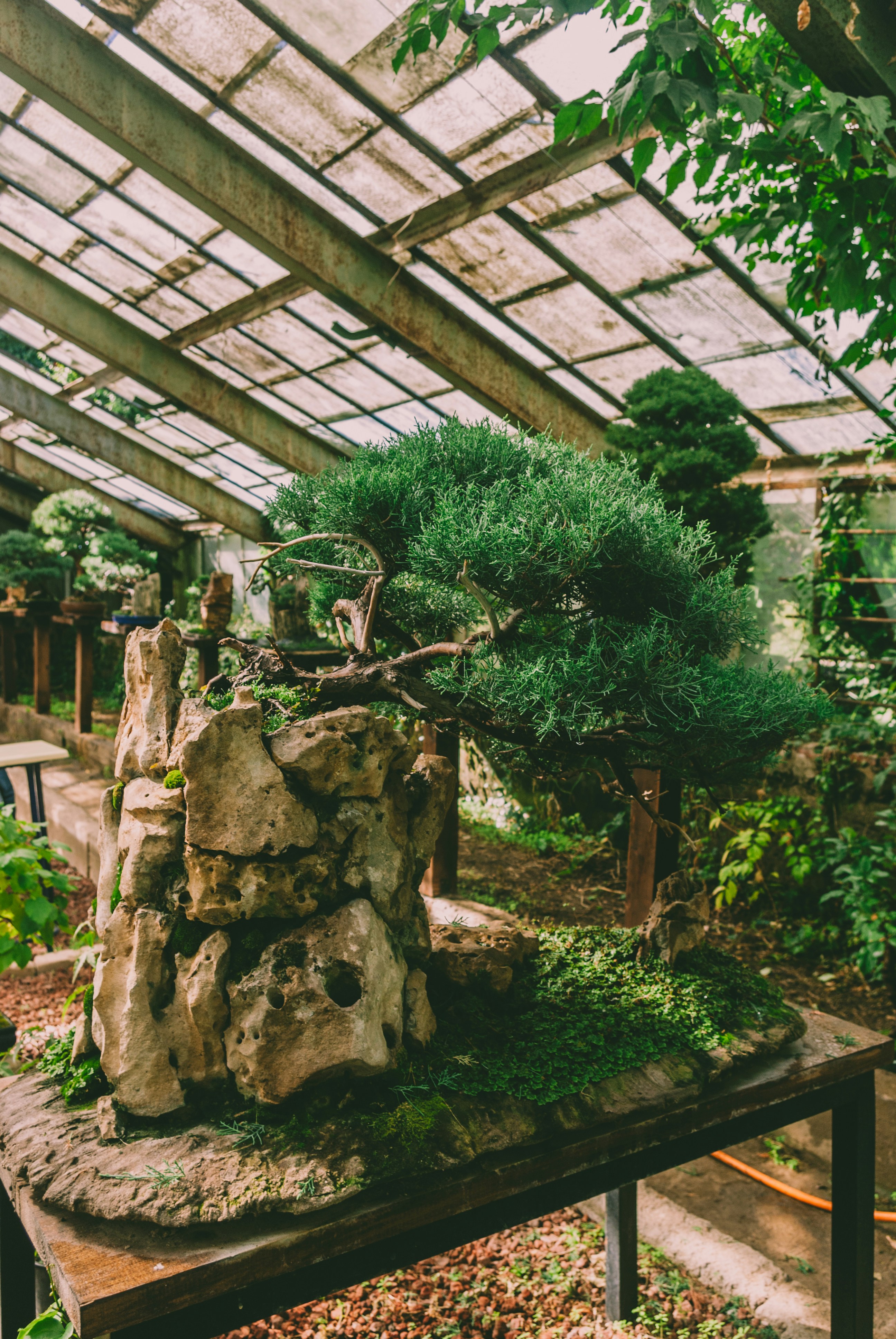 Bonsai garden menu by Bonsai Garden a tree in a garden