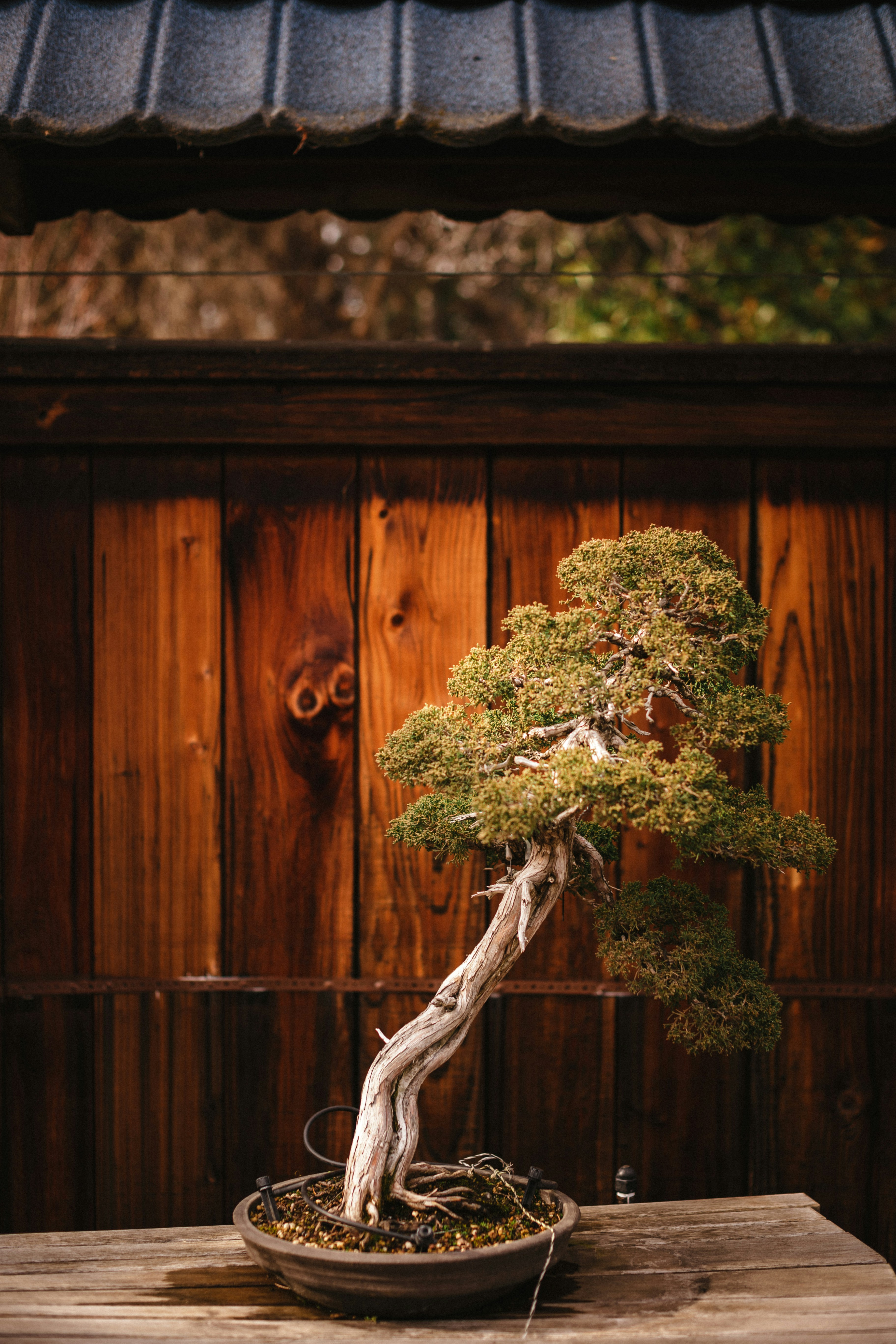 a bonsai tree sitting on top of a wooden table