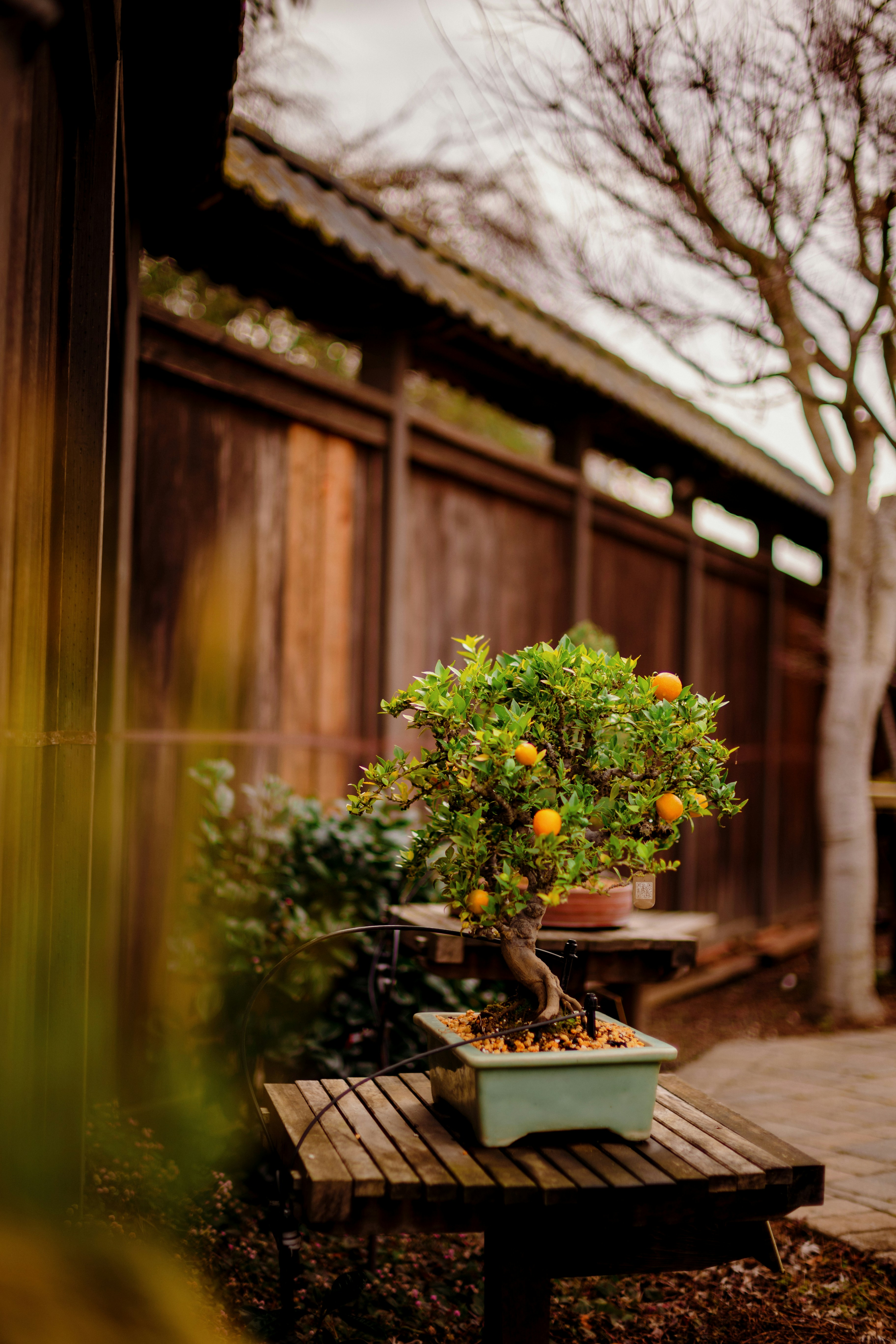 a bonsai tree sitting on top of a wooden table