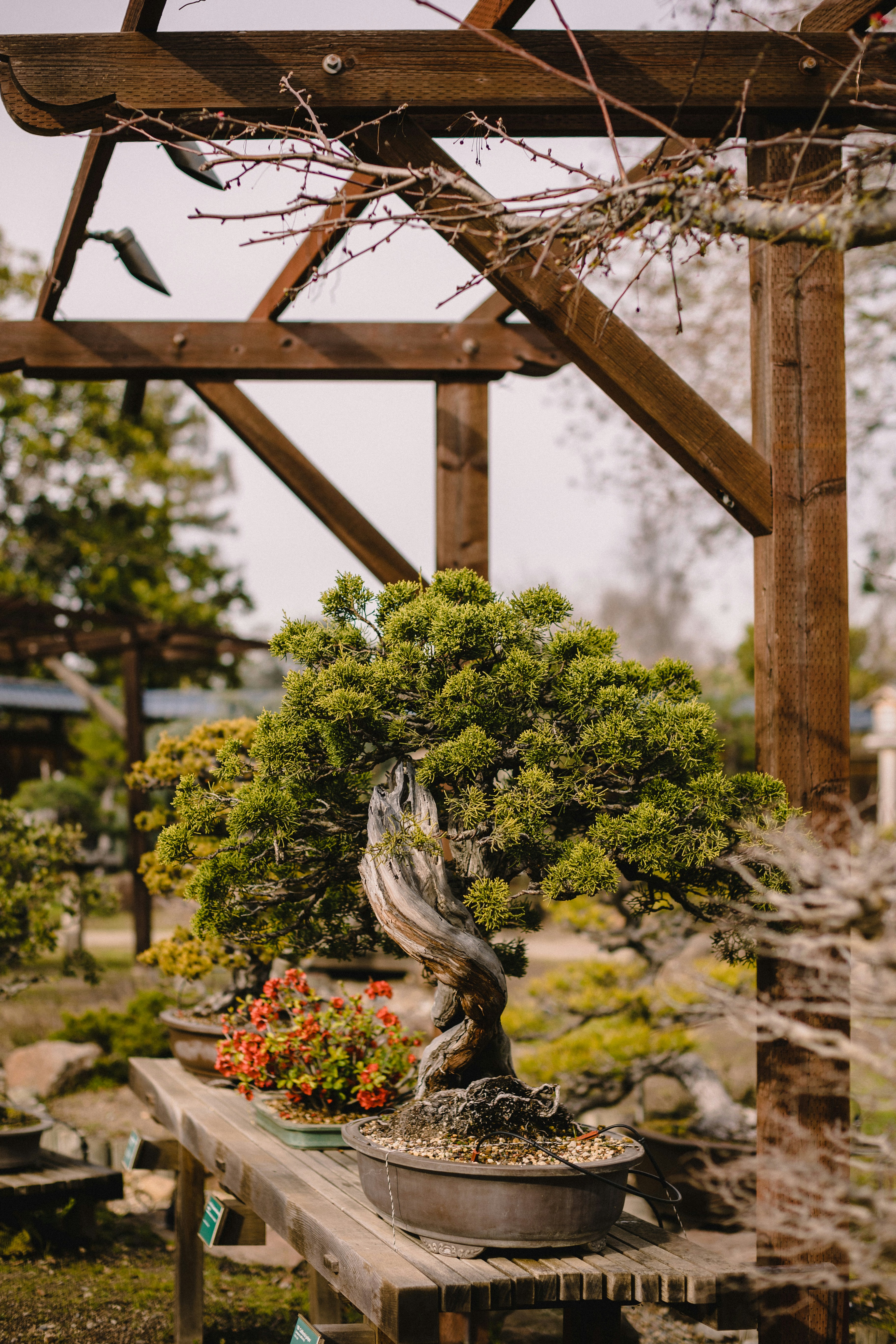 📜 A Brief History of Seasonal Bonsai Cultivation by Bonsai Garden a bonsai tree sitting on top of a wooden table