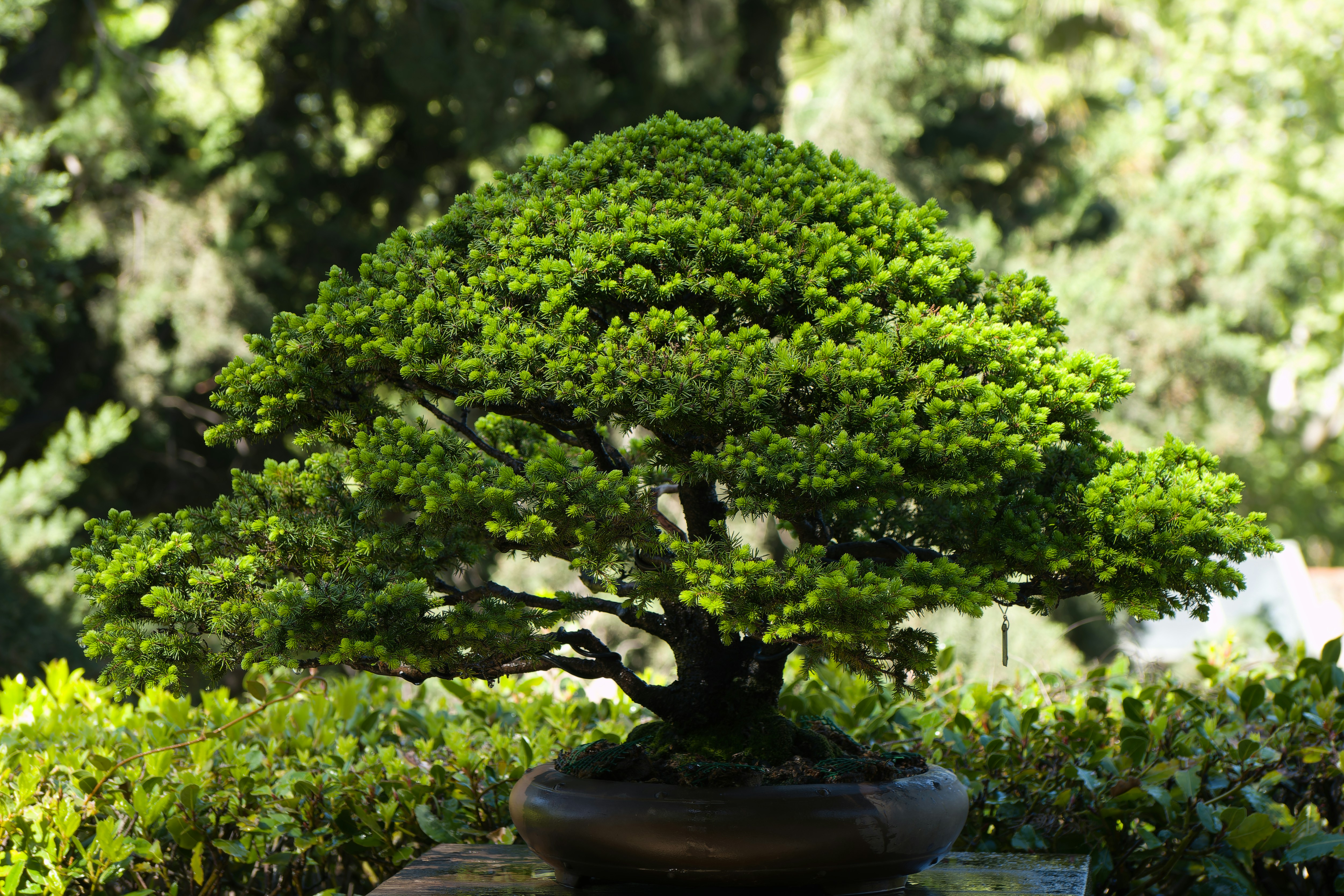 a bonsai tree sitting on top of a wooden table