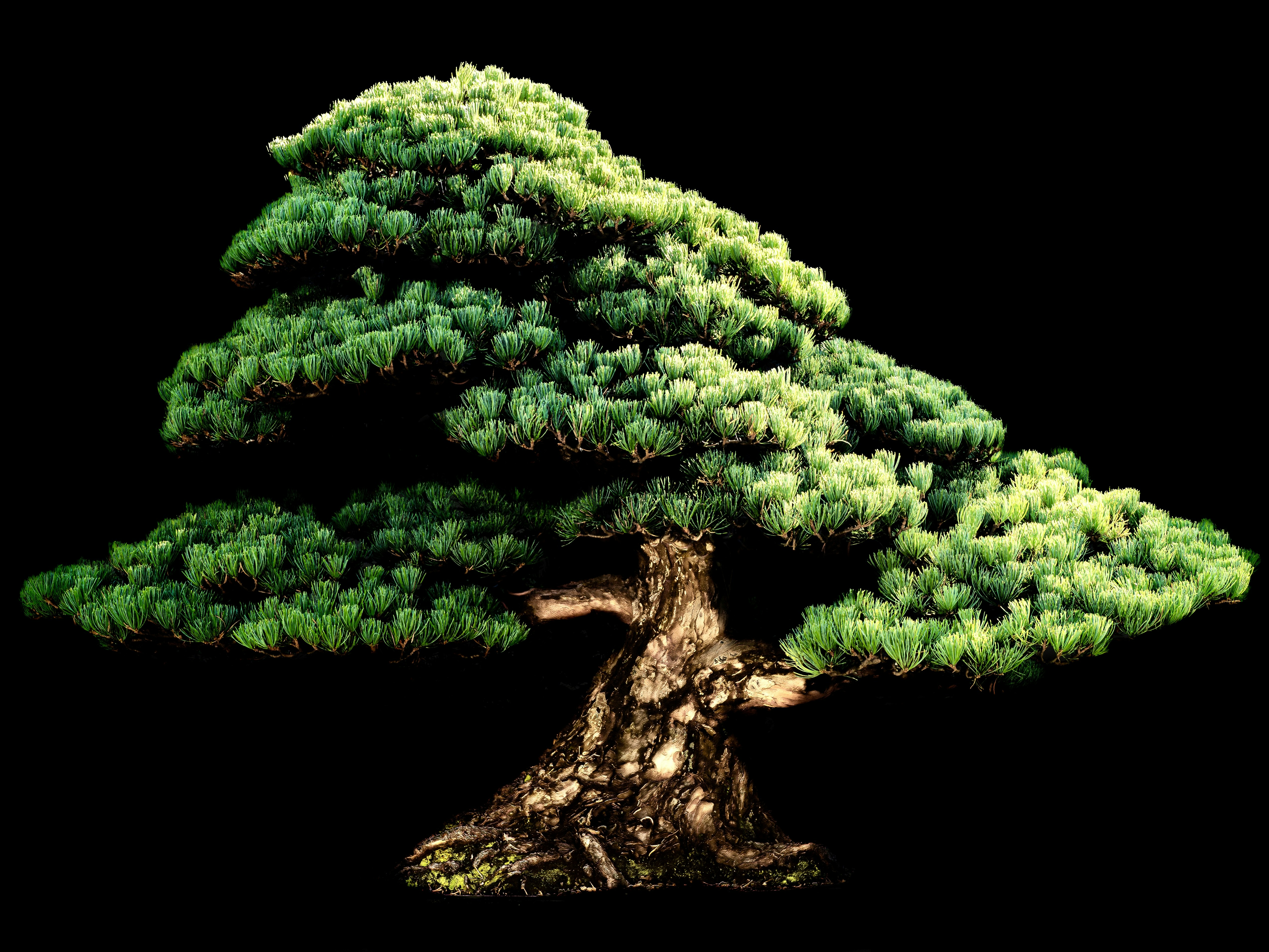 A pine bonsai tree with a black background by Bonsai Garden A detailed bonsai tree against a black background