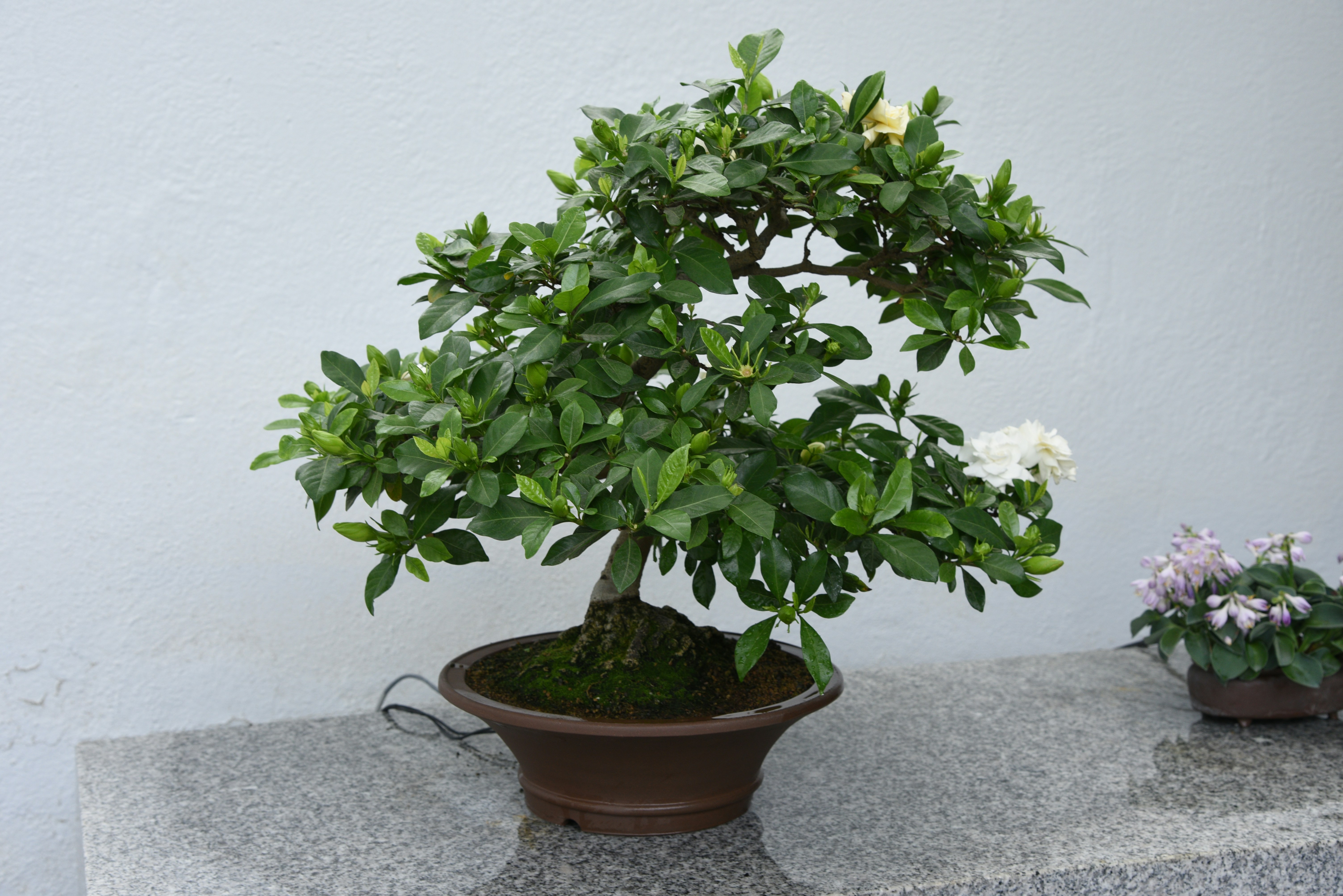 A small bonsai tree with white flowers.