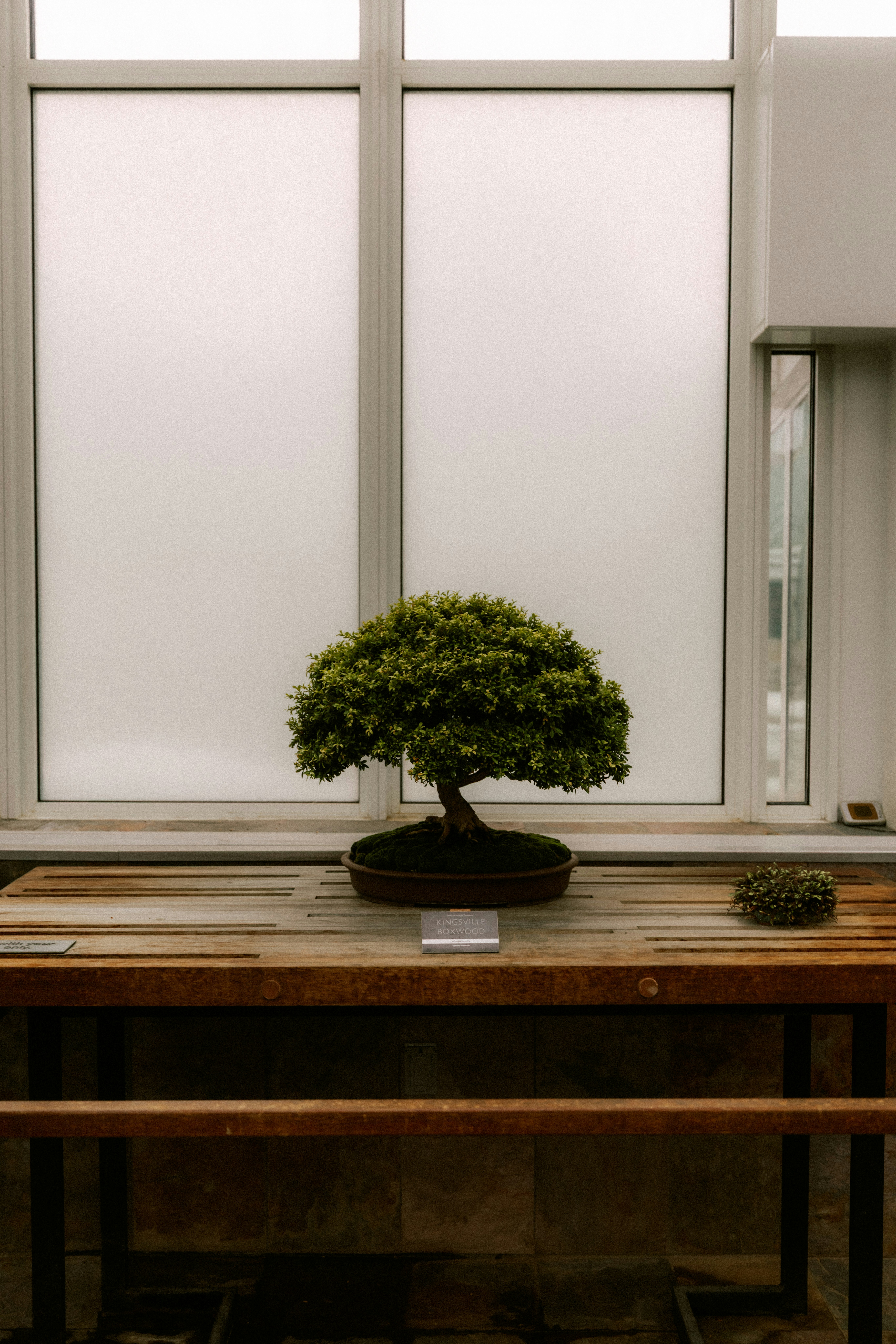 A small bonsai tree sits on a wooden table.