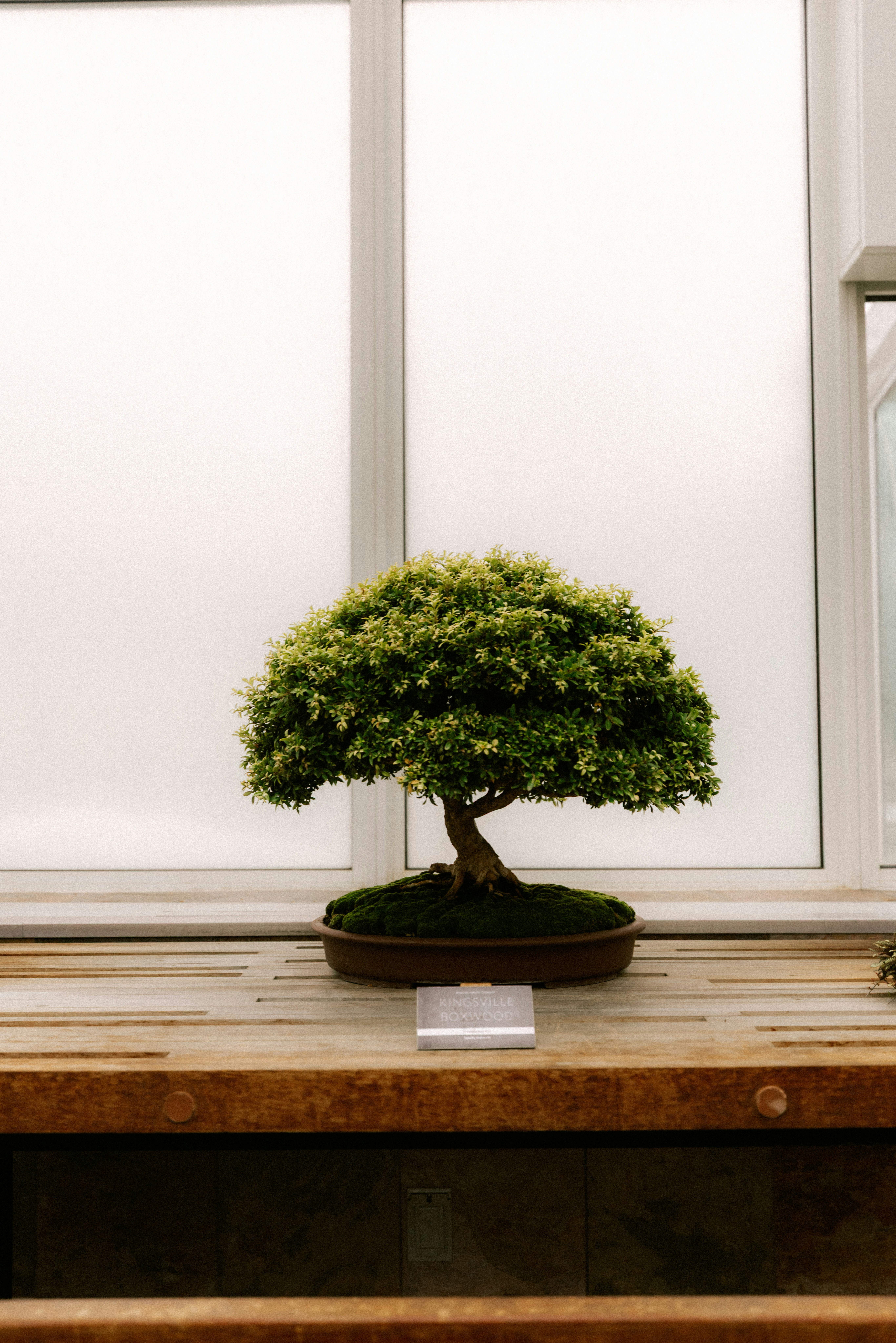 A small bonsai tree sits on a wooden table.