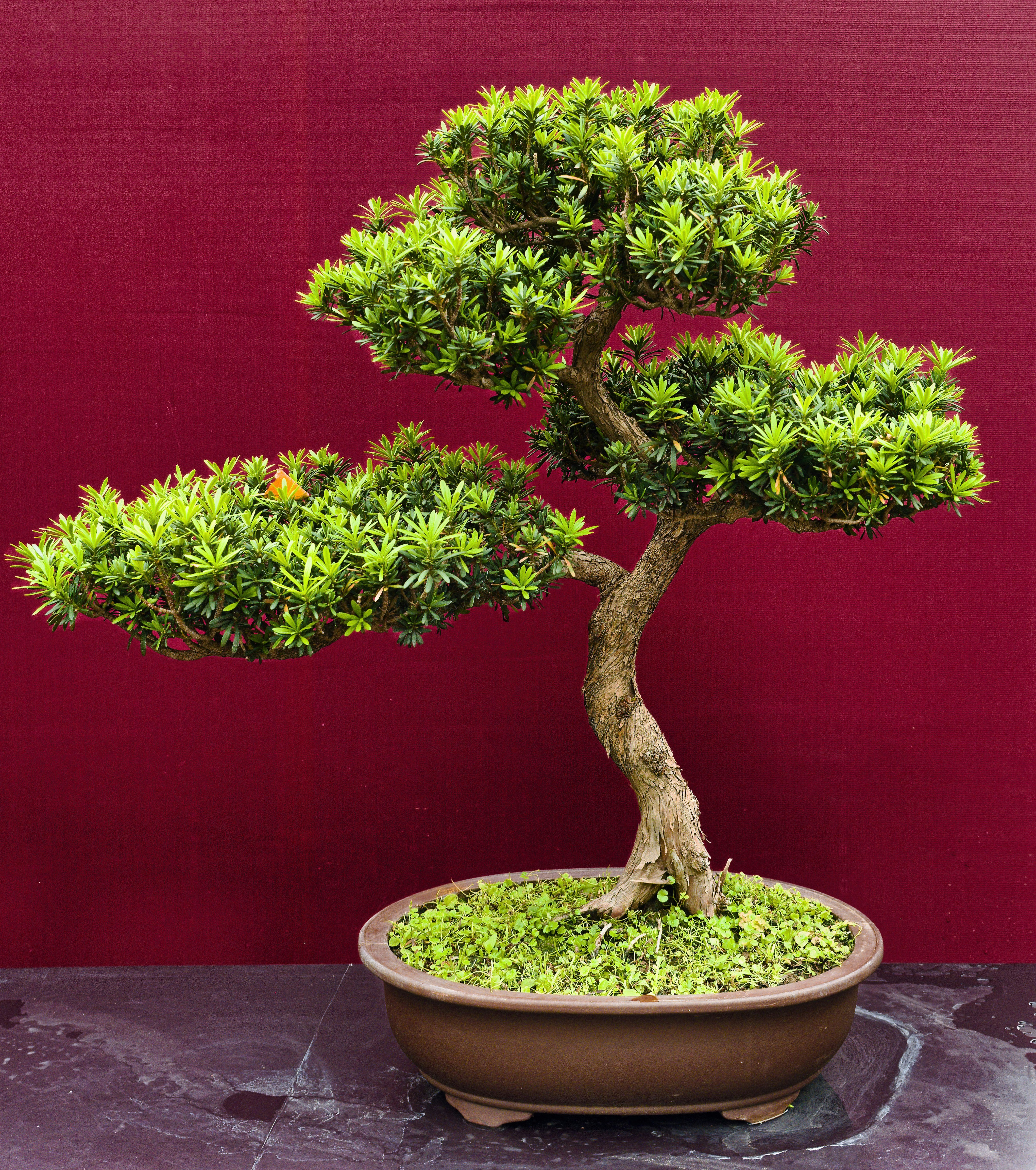 A small green bonsai tree in a brown pot.