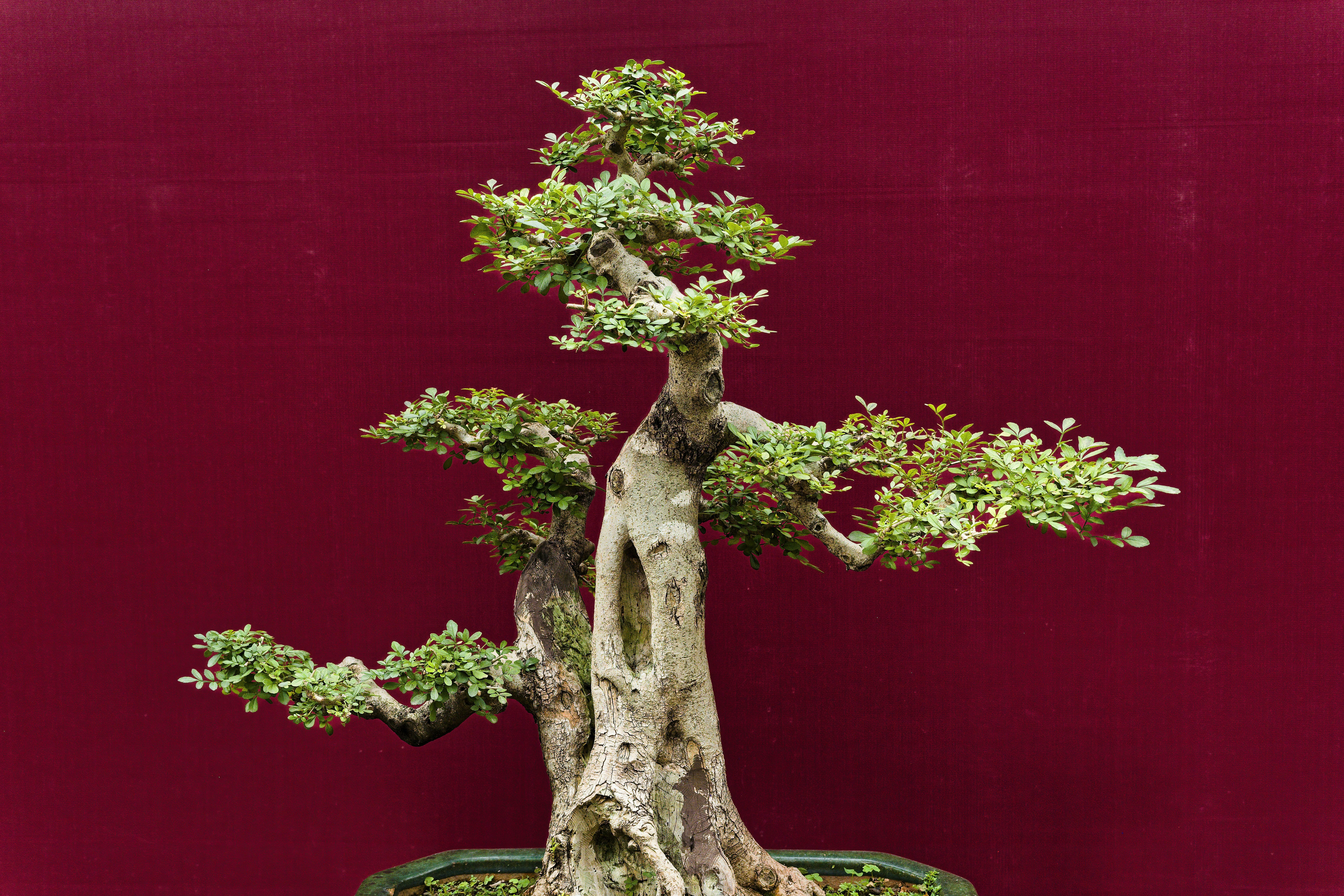 A meticulously shaped bonsai tree against a deep red background.