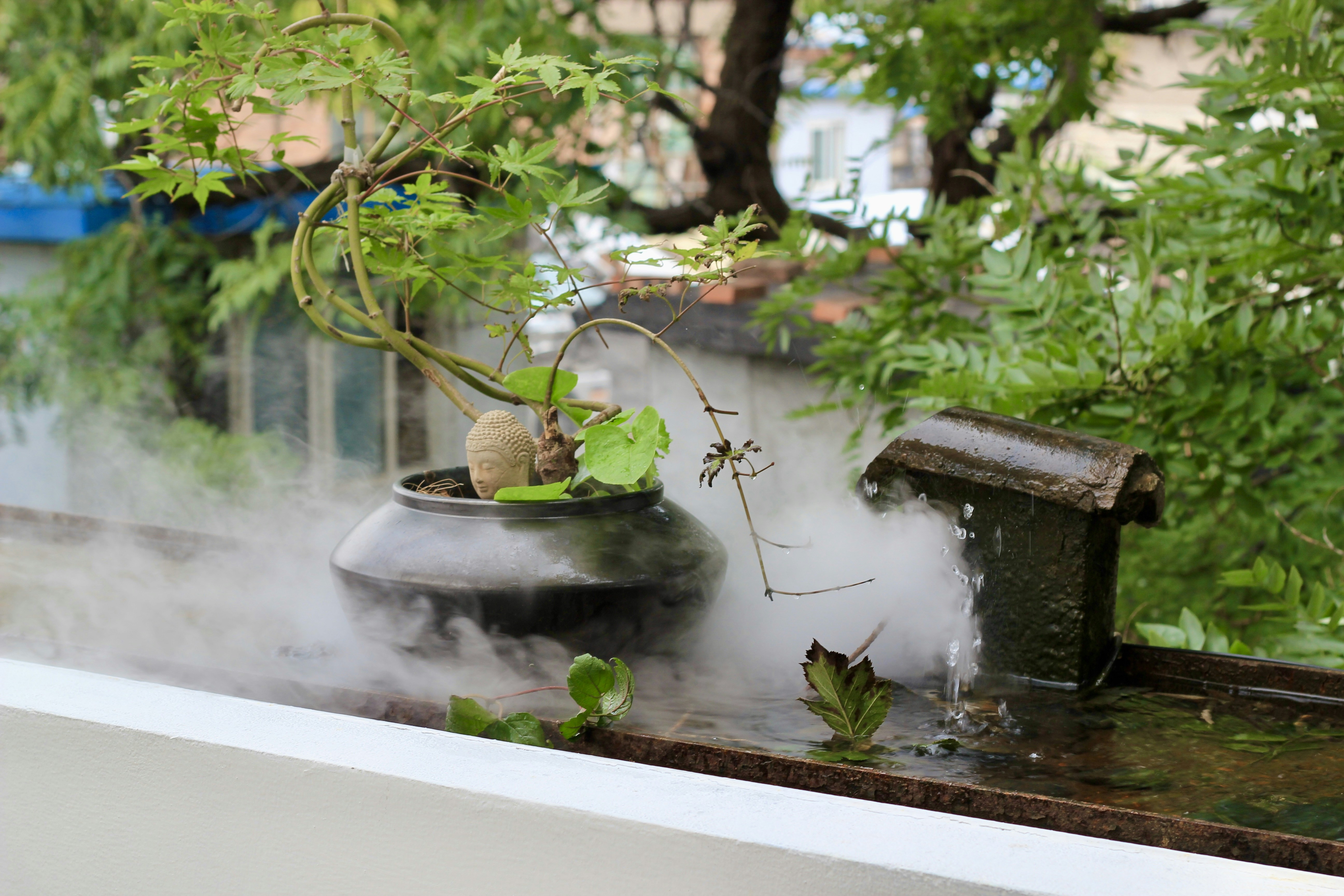 A potted plant with mist swirling around it.