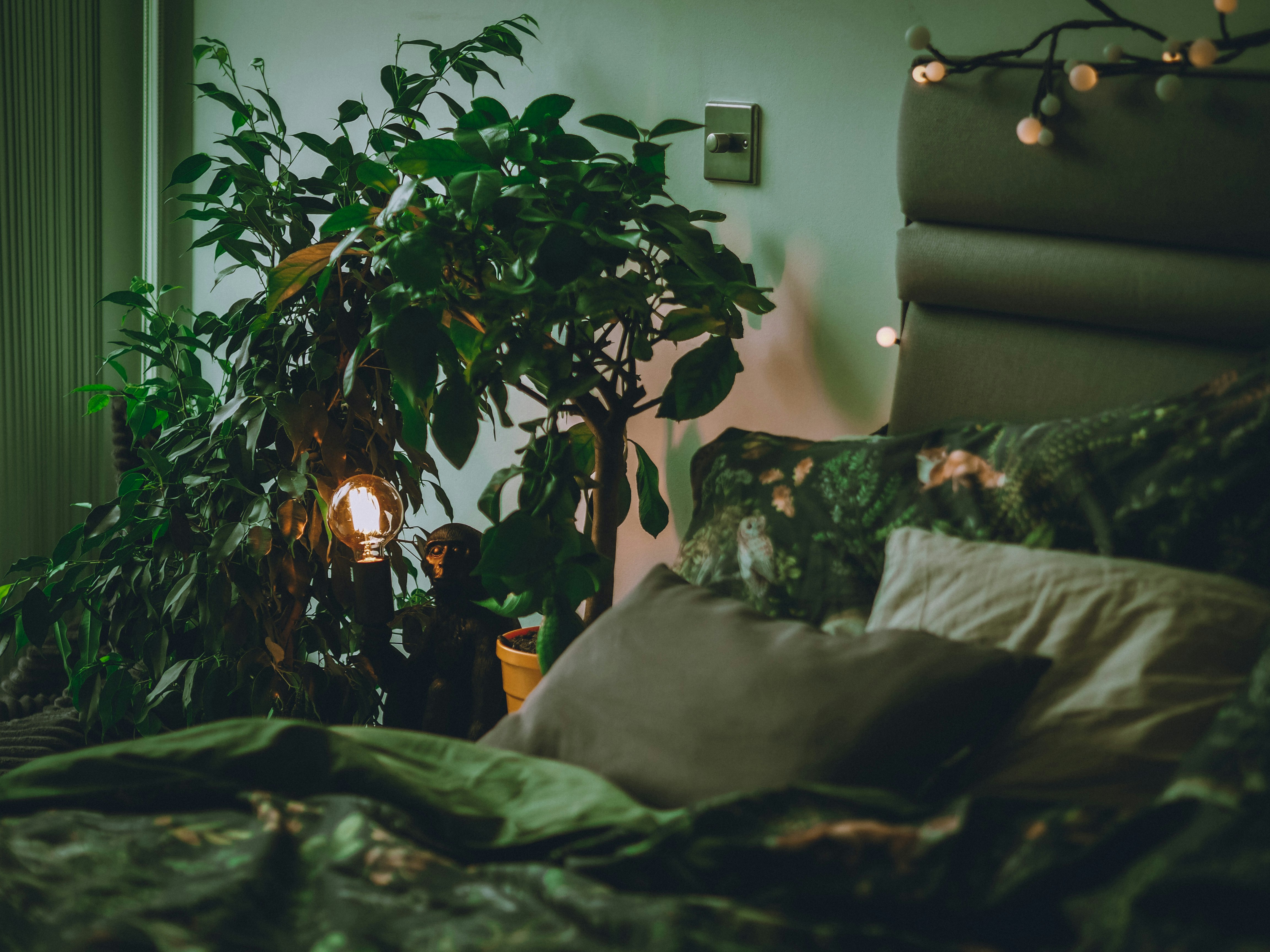 Can you sleep with bonsai tree? by Bonsai Garden green indoor plant near white wall