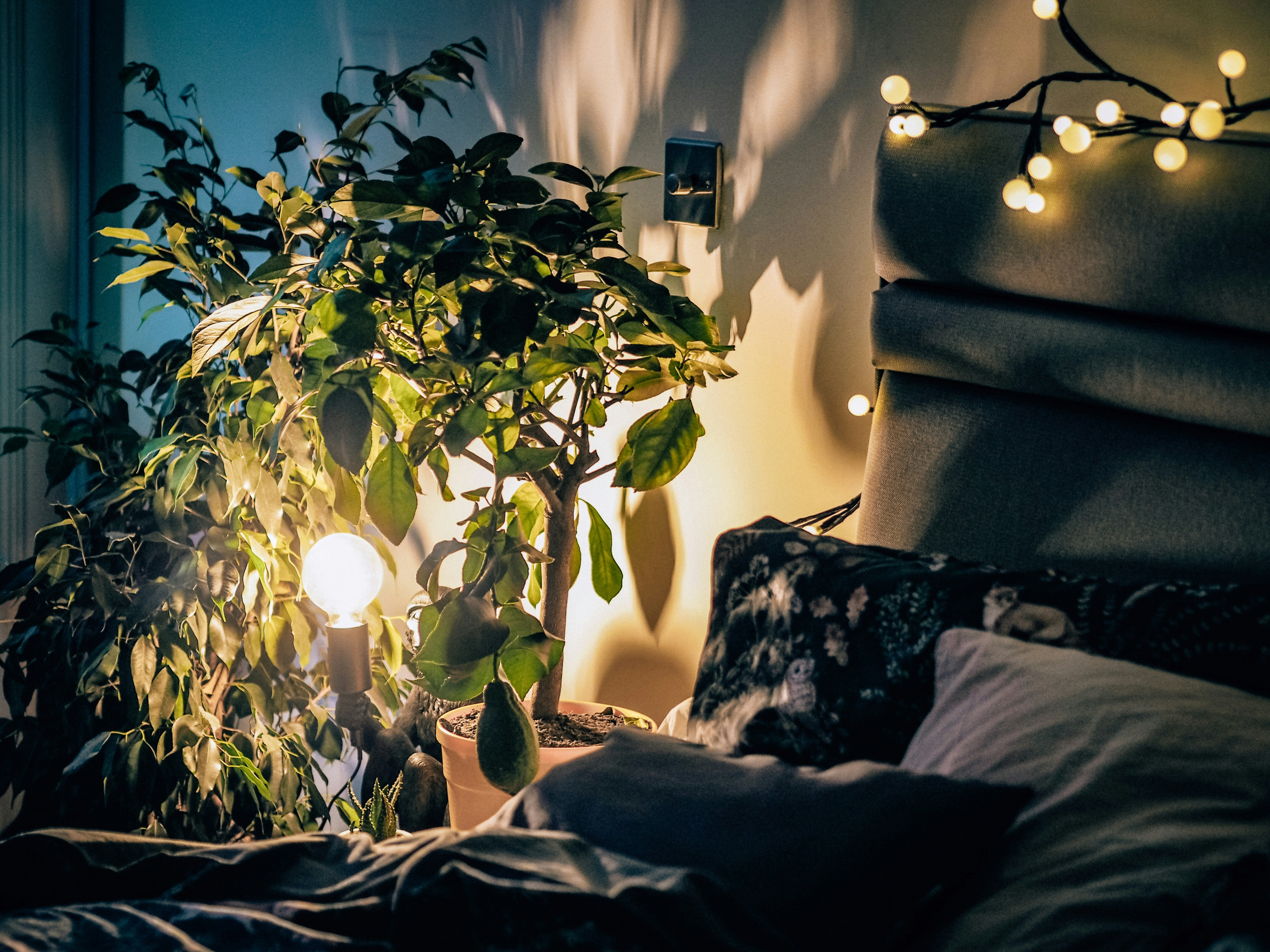 📜 From Ancient Roots to Modern Bedrooms: A Brief History of Bonsai Indors by Bonsai Garden green plant near white bed