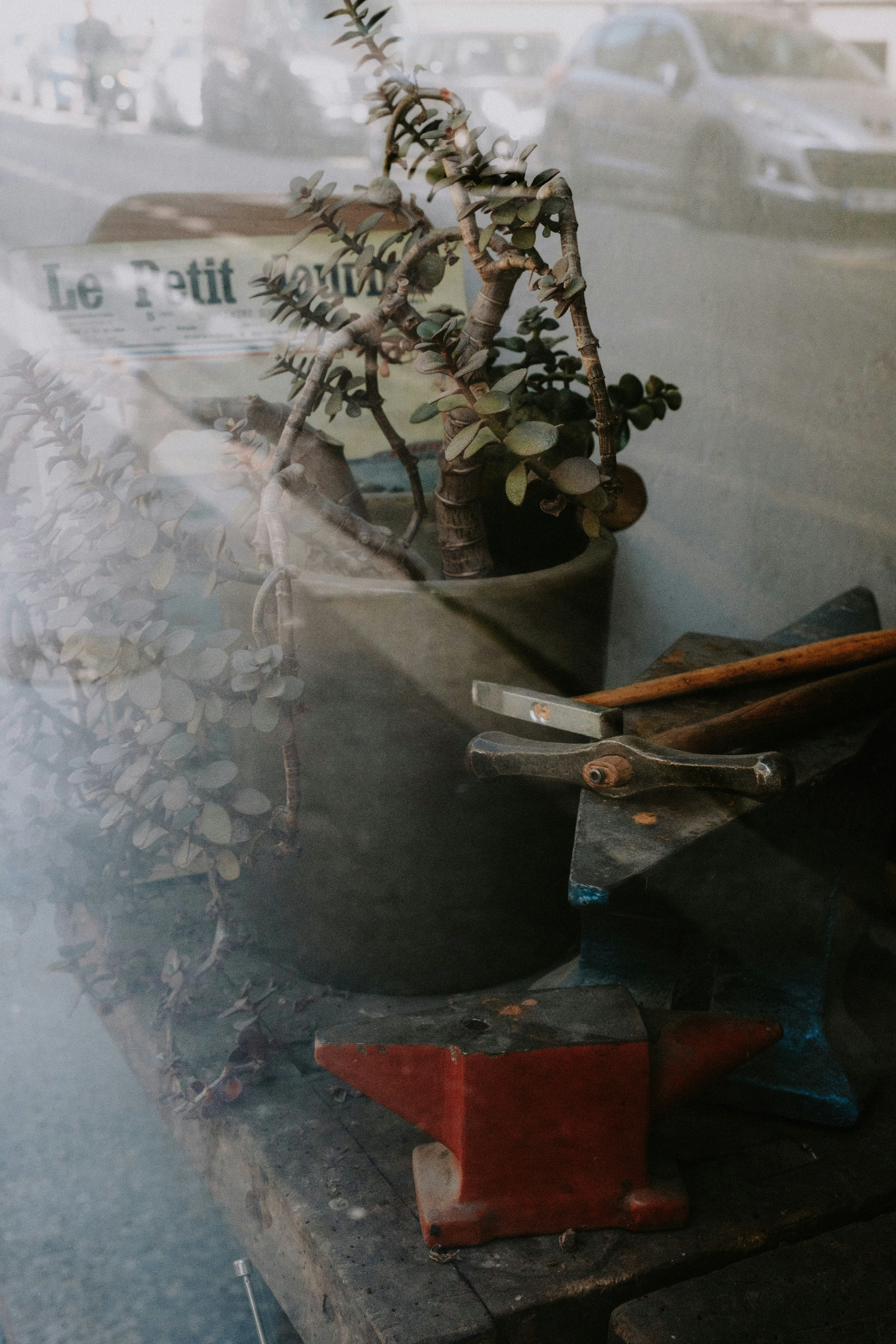 a plant in a pot