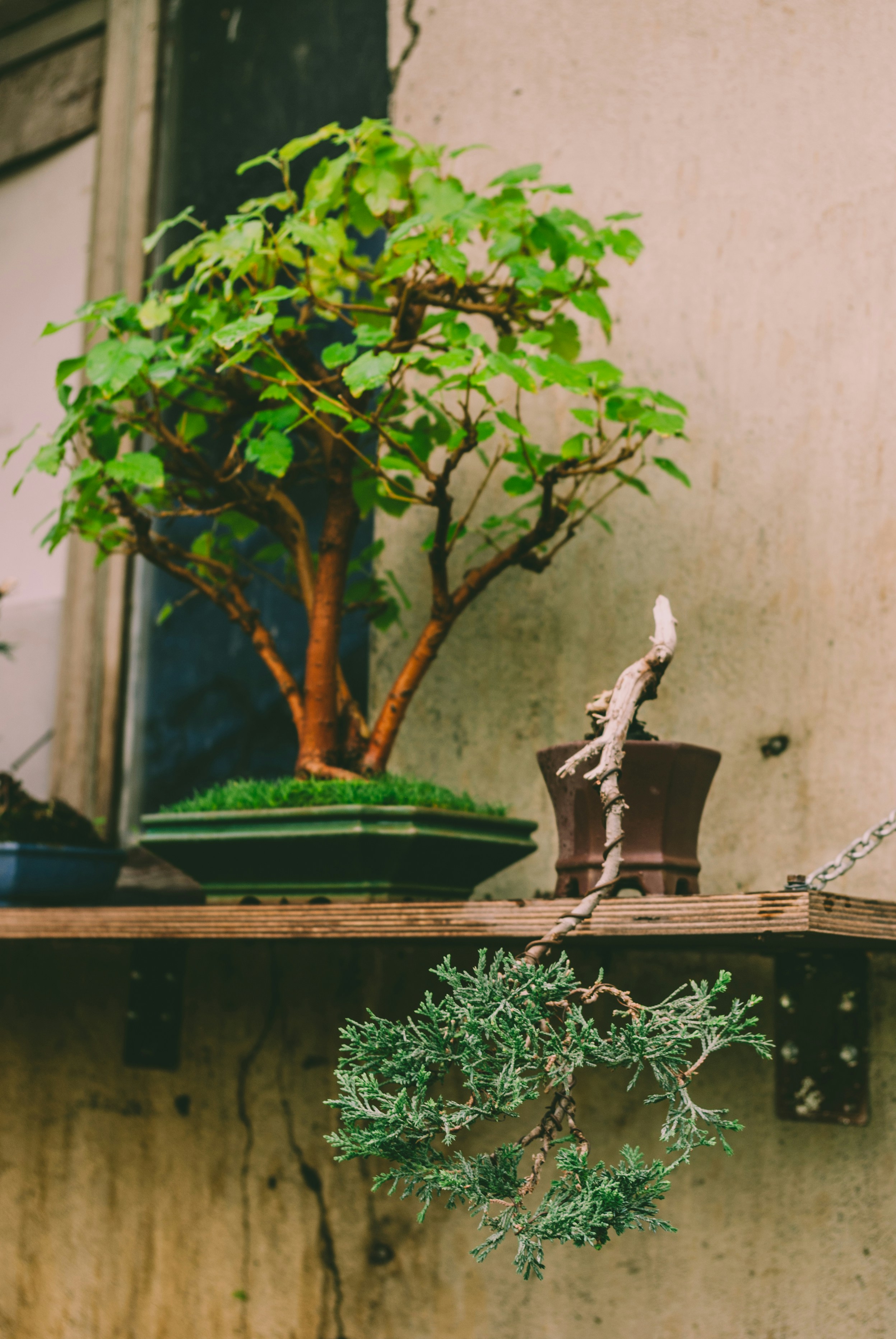 a tree in a pot