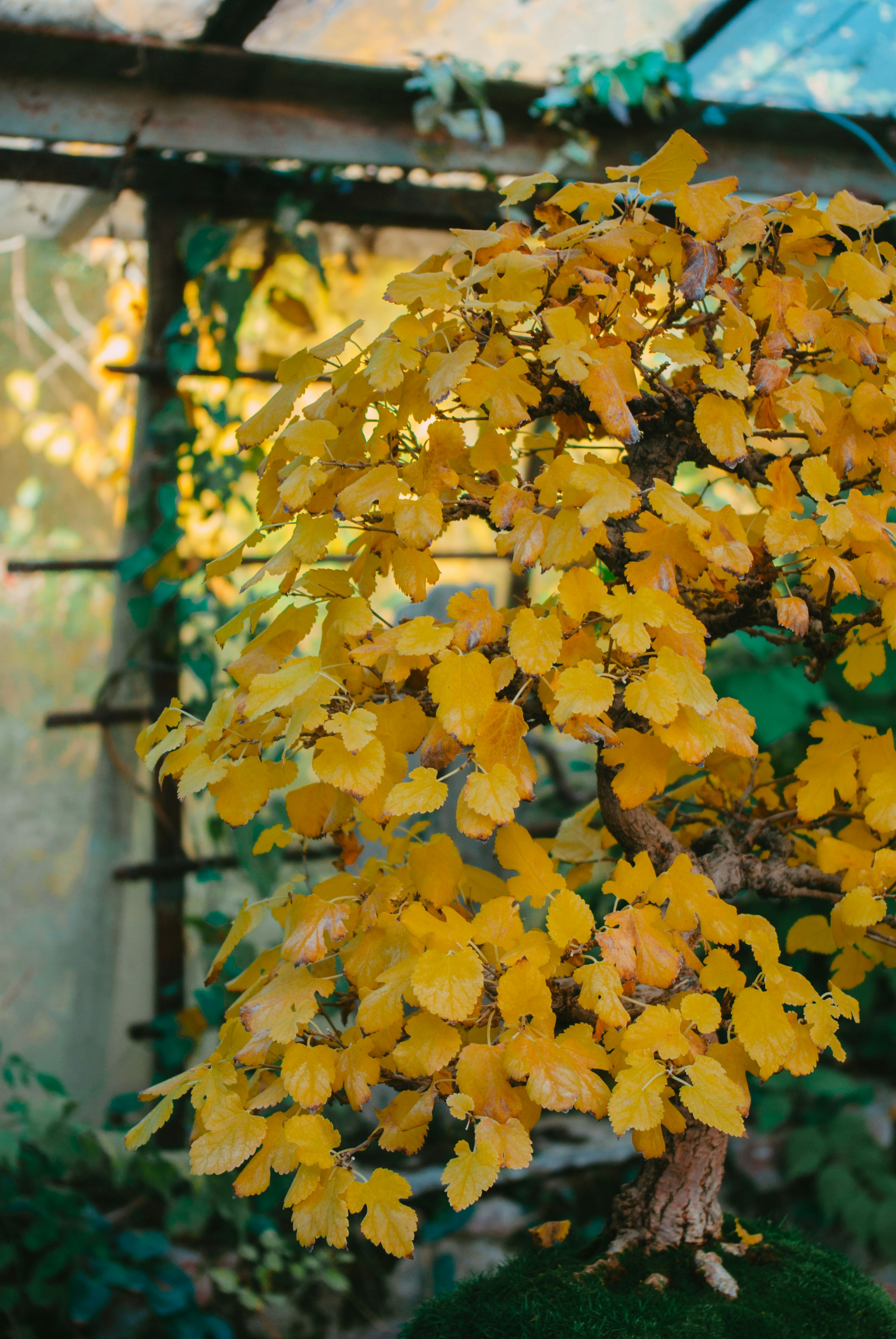 a close up of a yellow flower