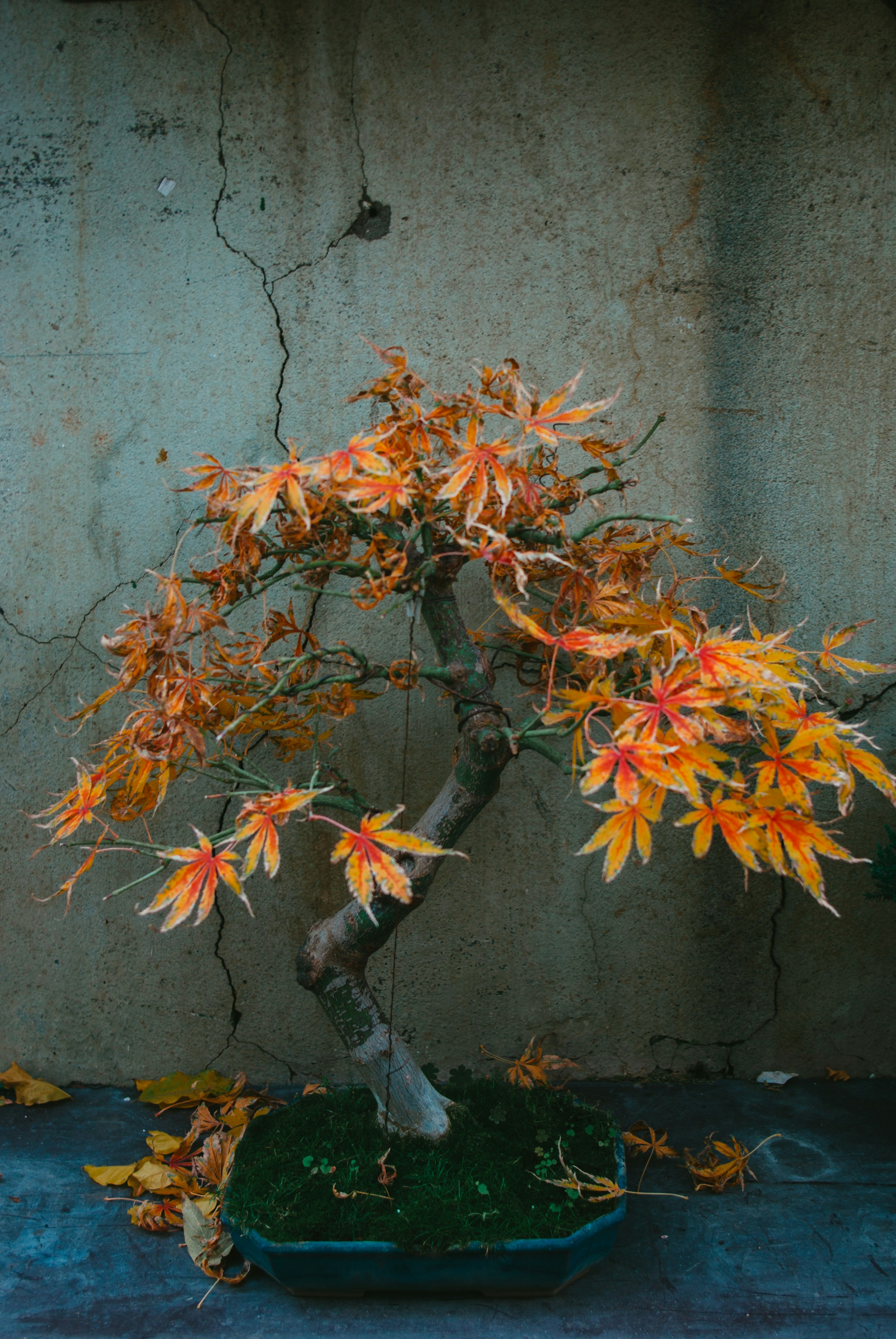 a tree with orange leaves
