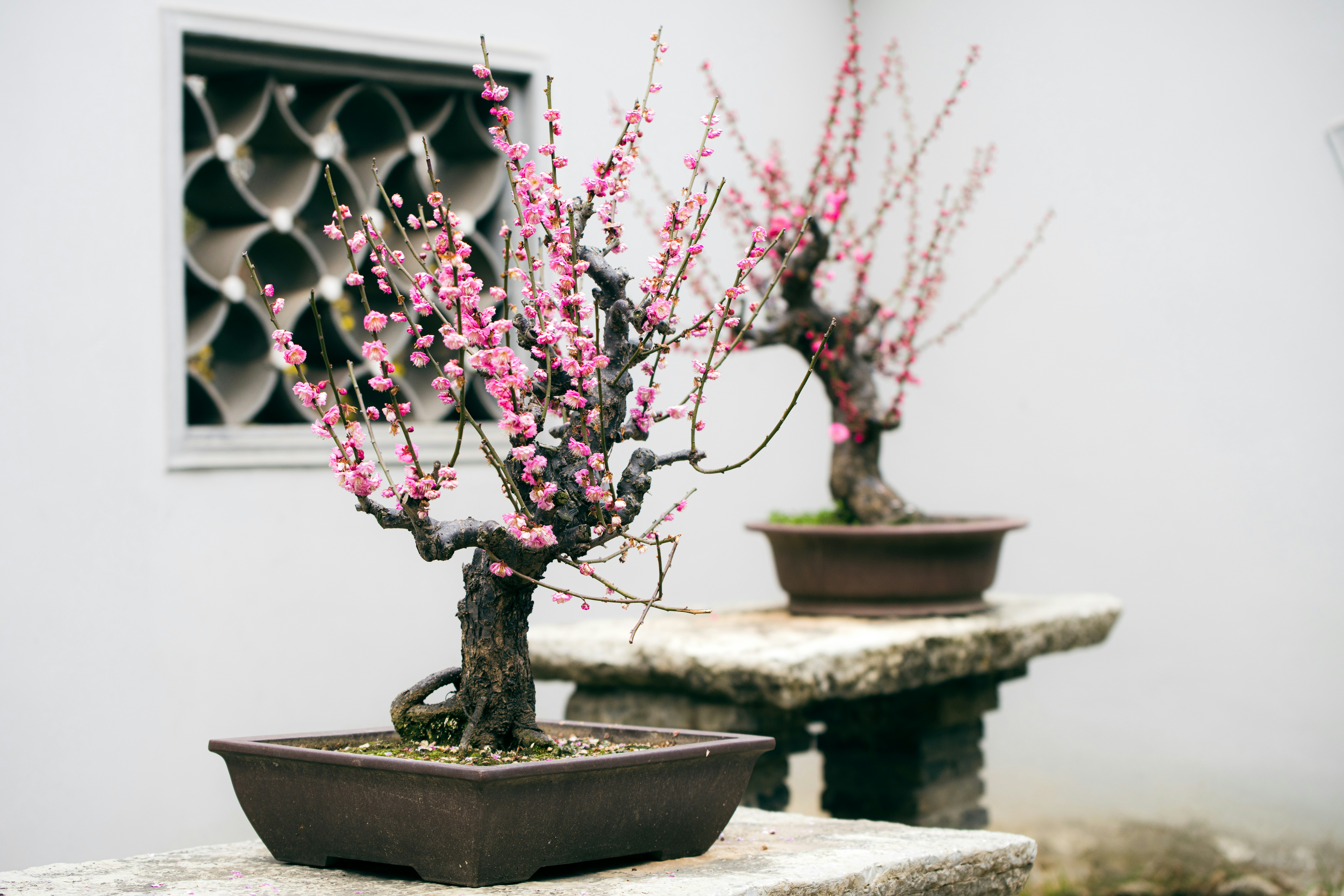 a couple of bonsai trees sitting on top of a stone slab
