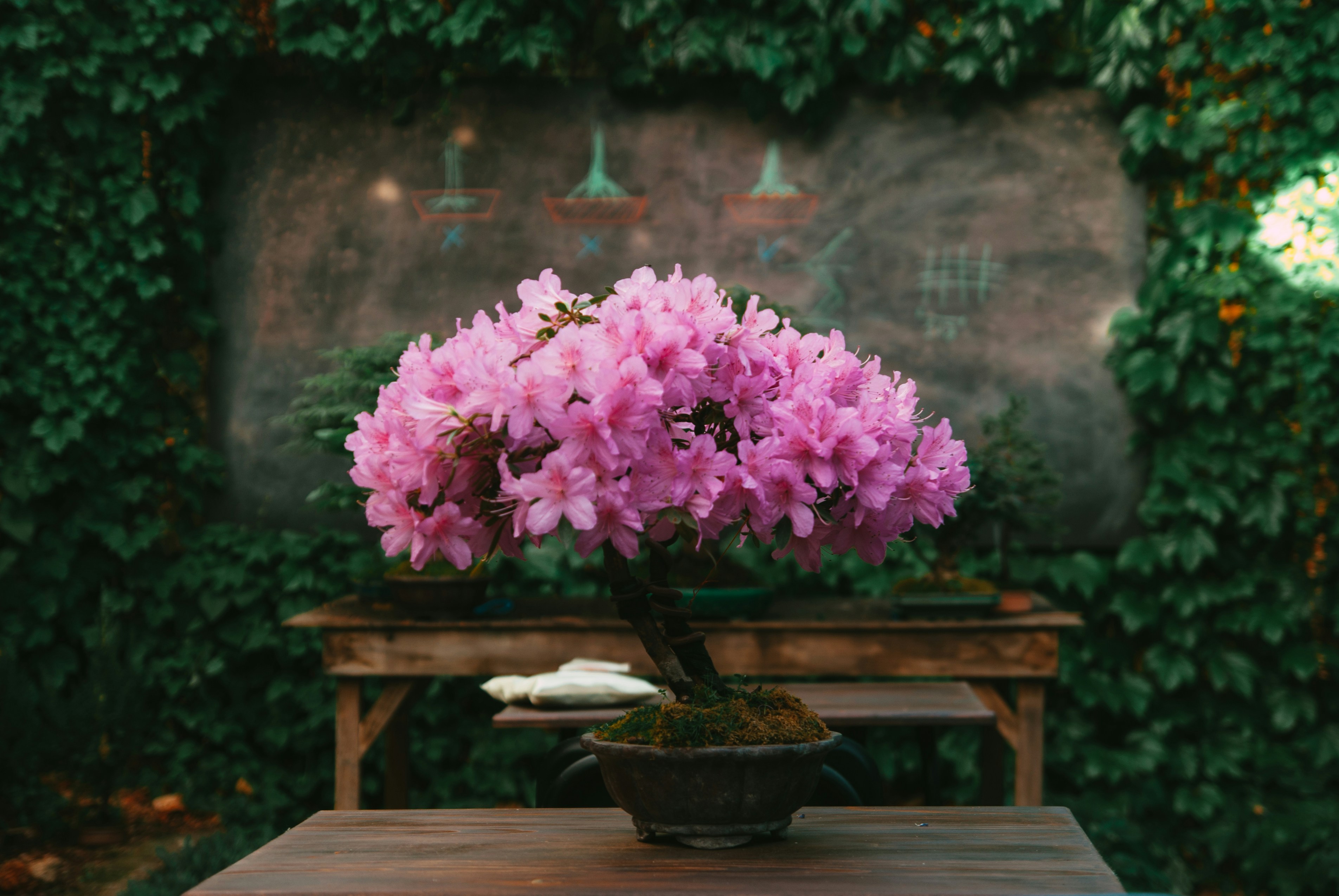 a bonsai tree in a pot on a table