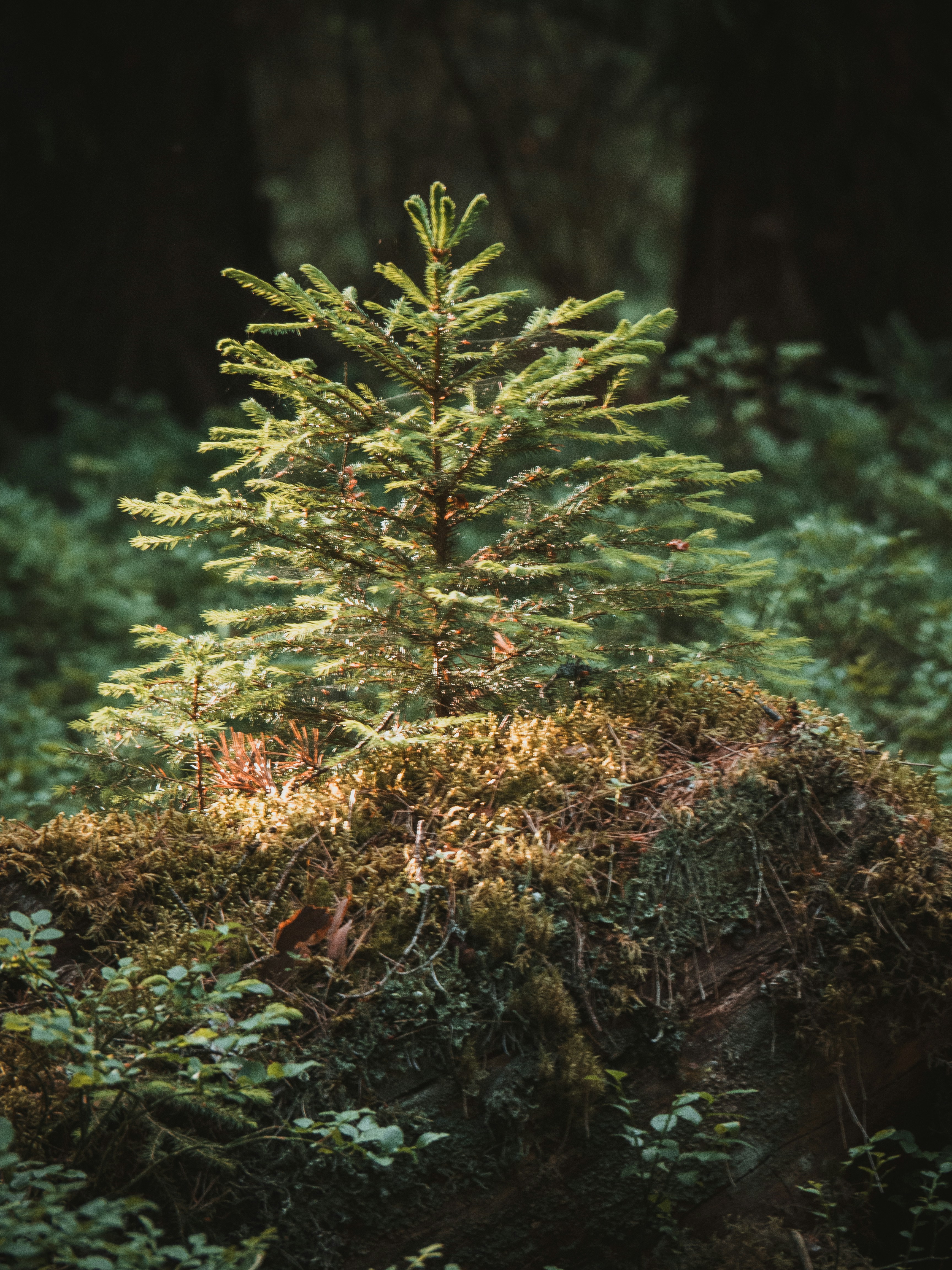 A small pine tree in the middle of a forest