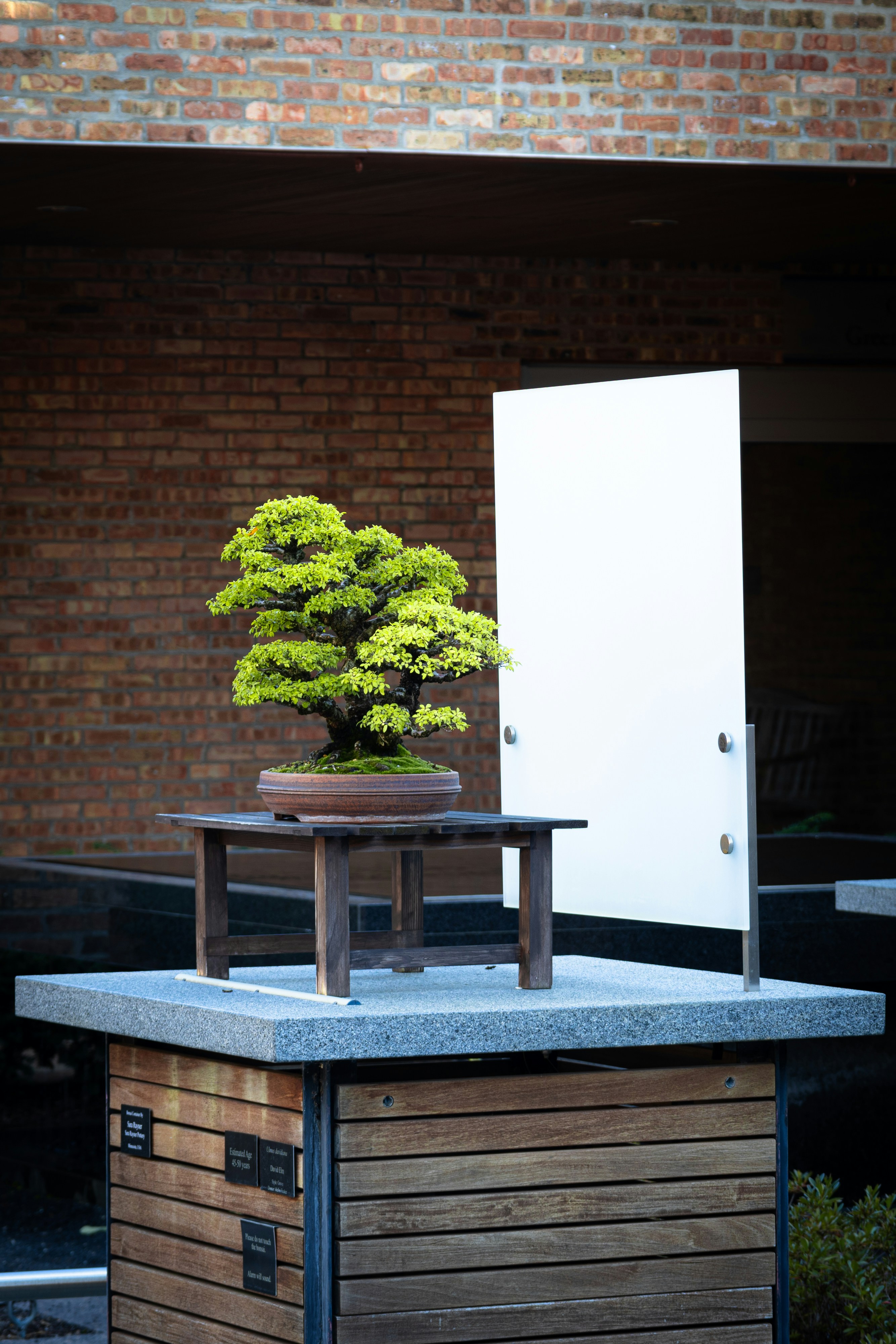A meticulously pruned bonsai tree on a wooden stand.