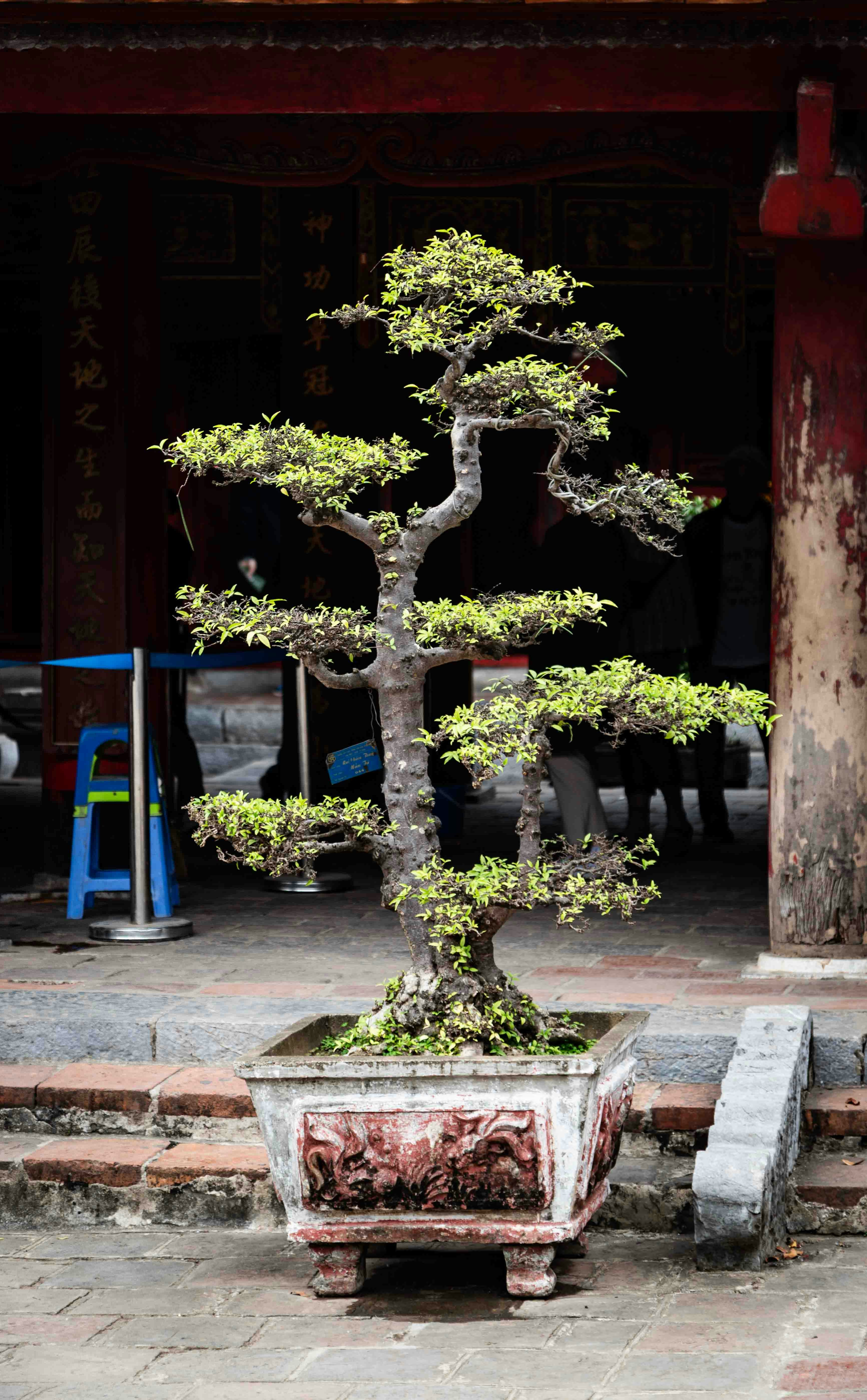 A bonsai tree in a decorative pot outside building entrance