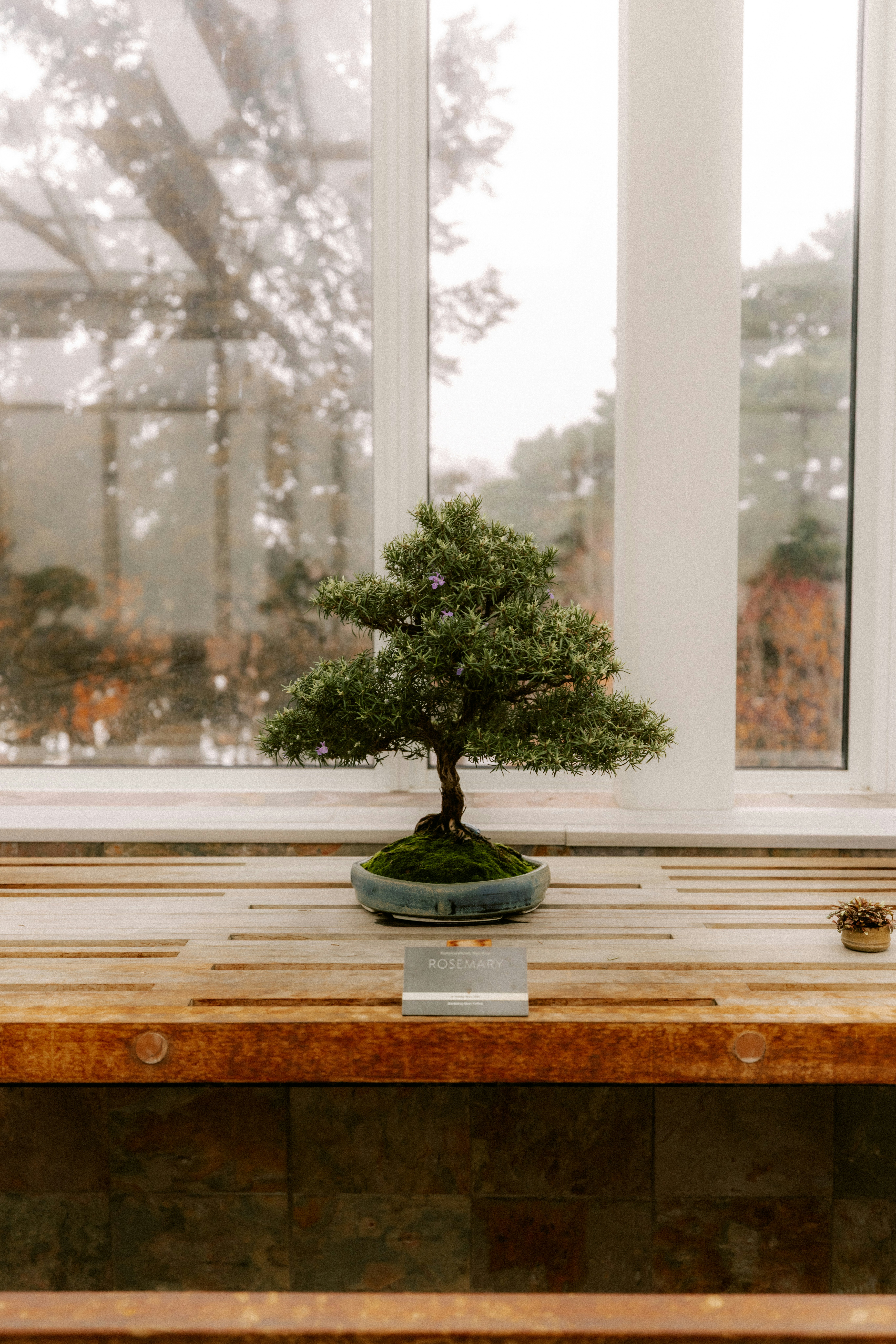 A small bonsai tree sits on a wooden table.
