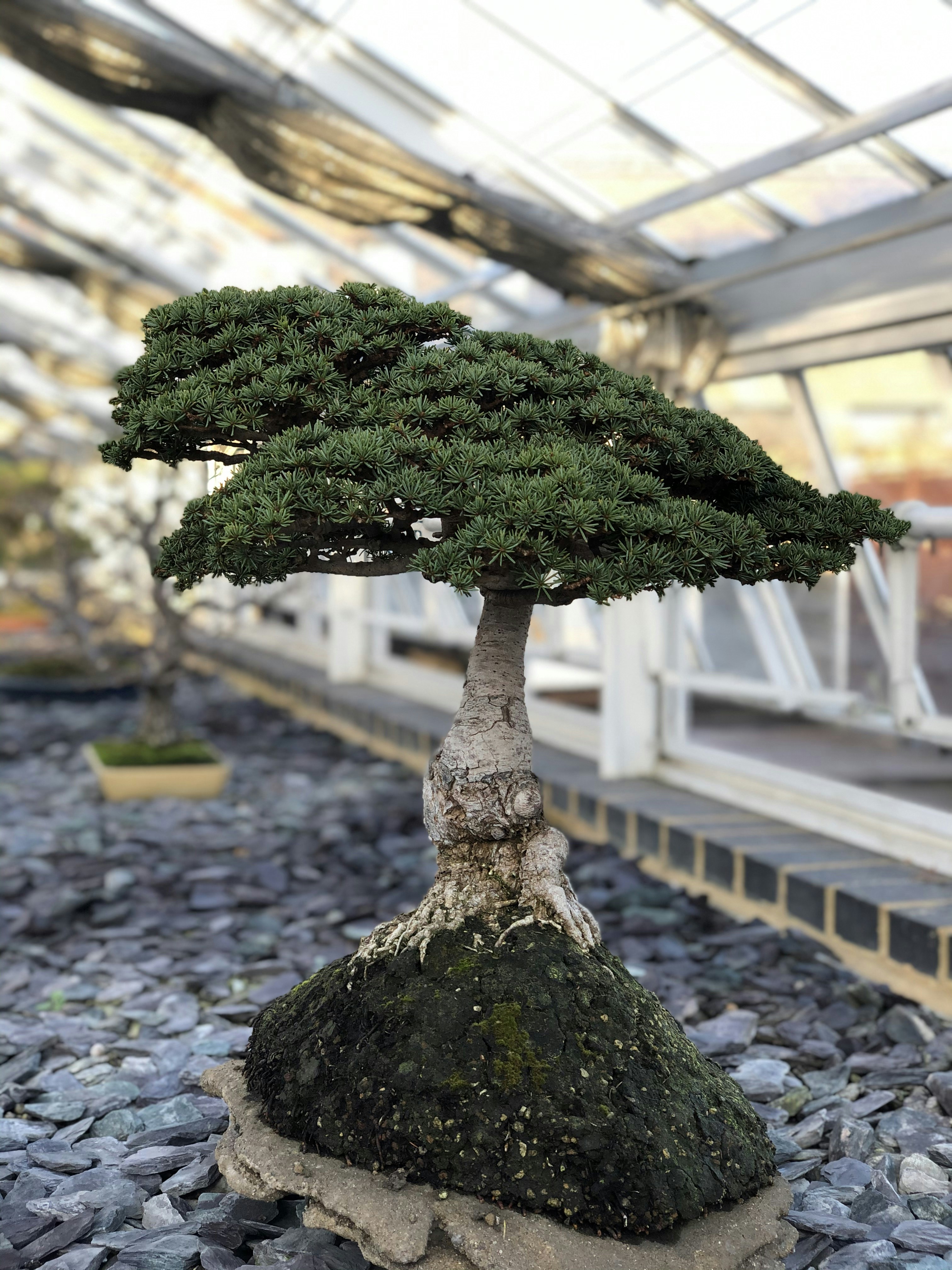 Lil Bonsai by Bonsai Garden green tree in the middle of the road