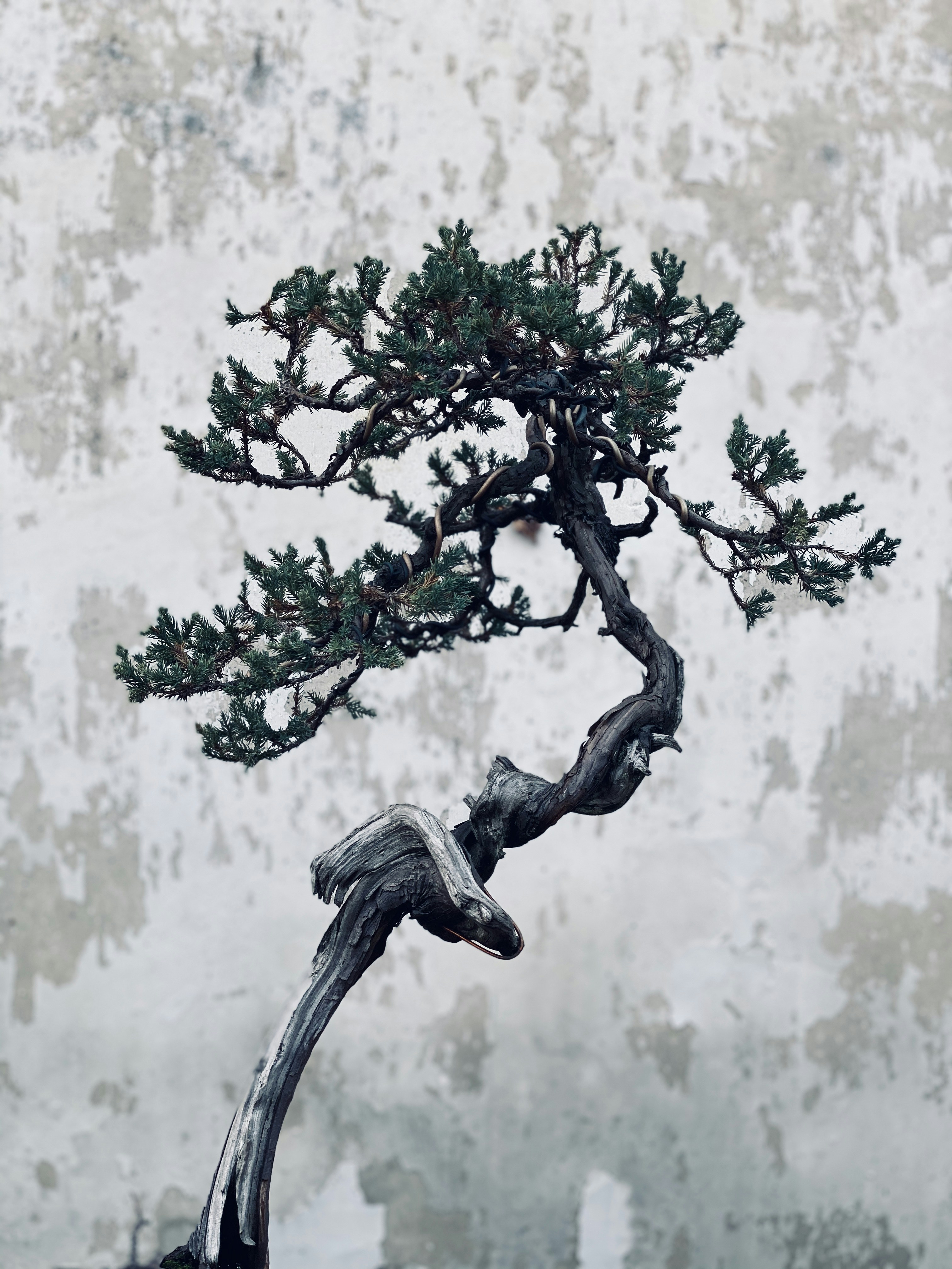 🌳 From Backyard Giant to Miniature Masterpiece: The History of Bonsai Propagation by Bonsai Garden black and white tree figurine