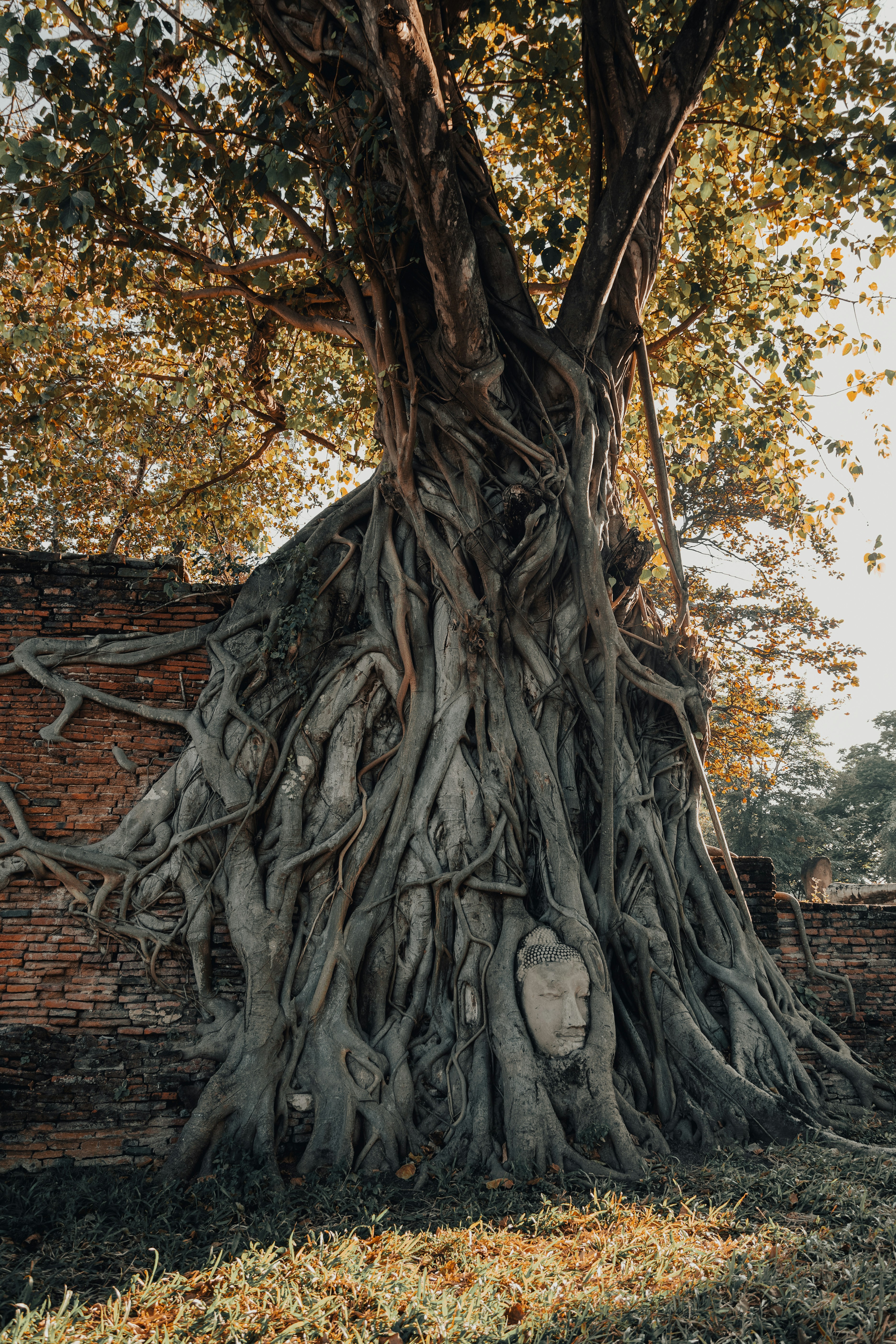 Among the ancient temple ruins in Ayutthaya is a Buddha head stuck in the roots of a Bodhi tree. by Bonsai Garden Ancient tree roots engulfing a stone buddha head sculpture.