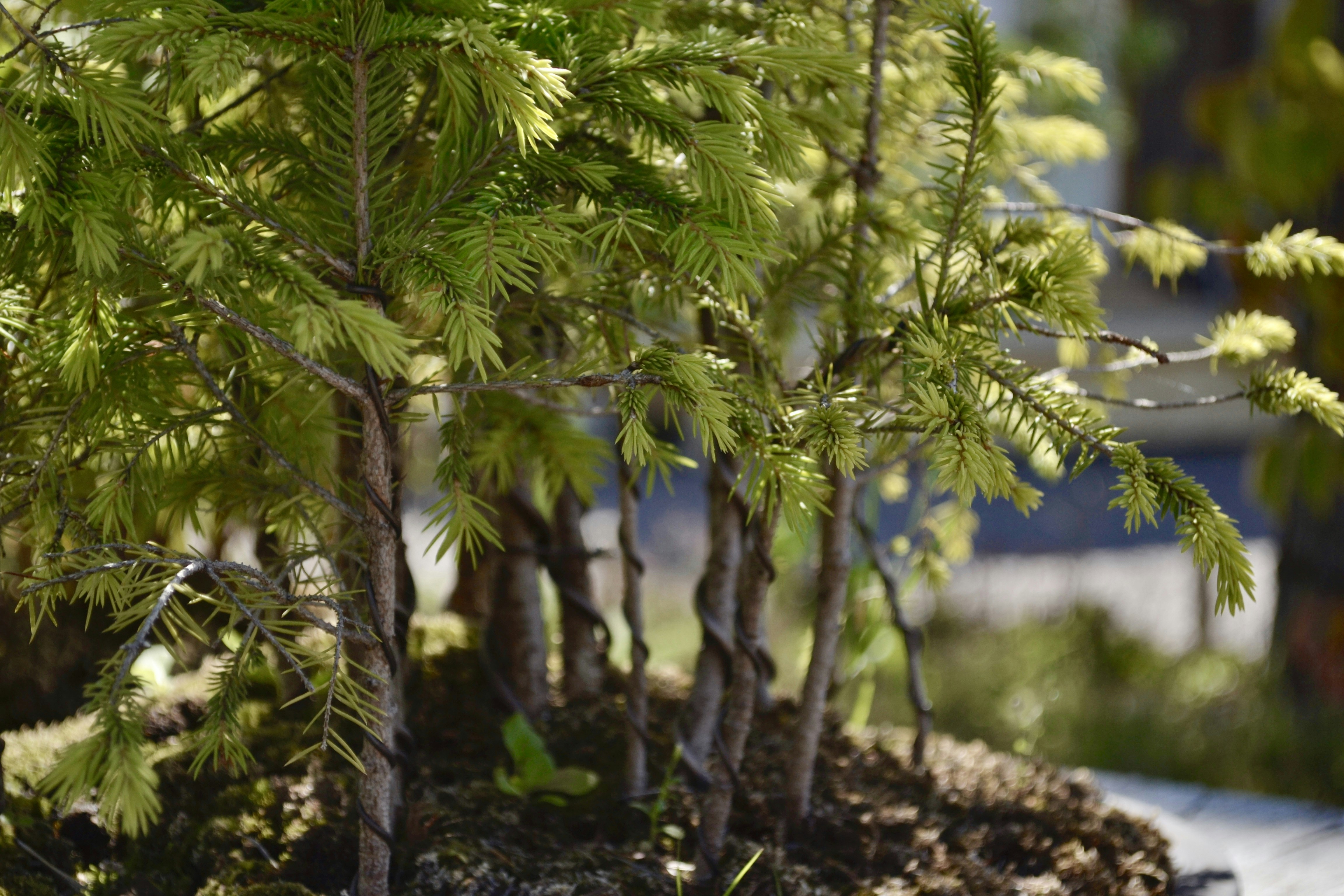 Miniature trees with twisted trunks in a garden