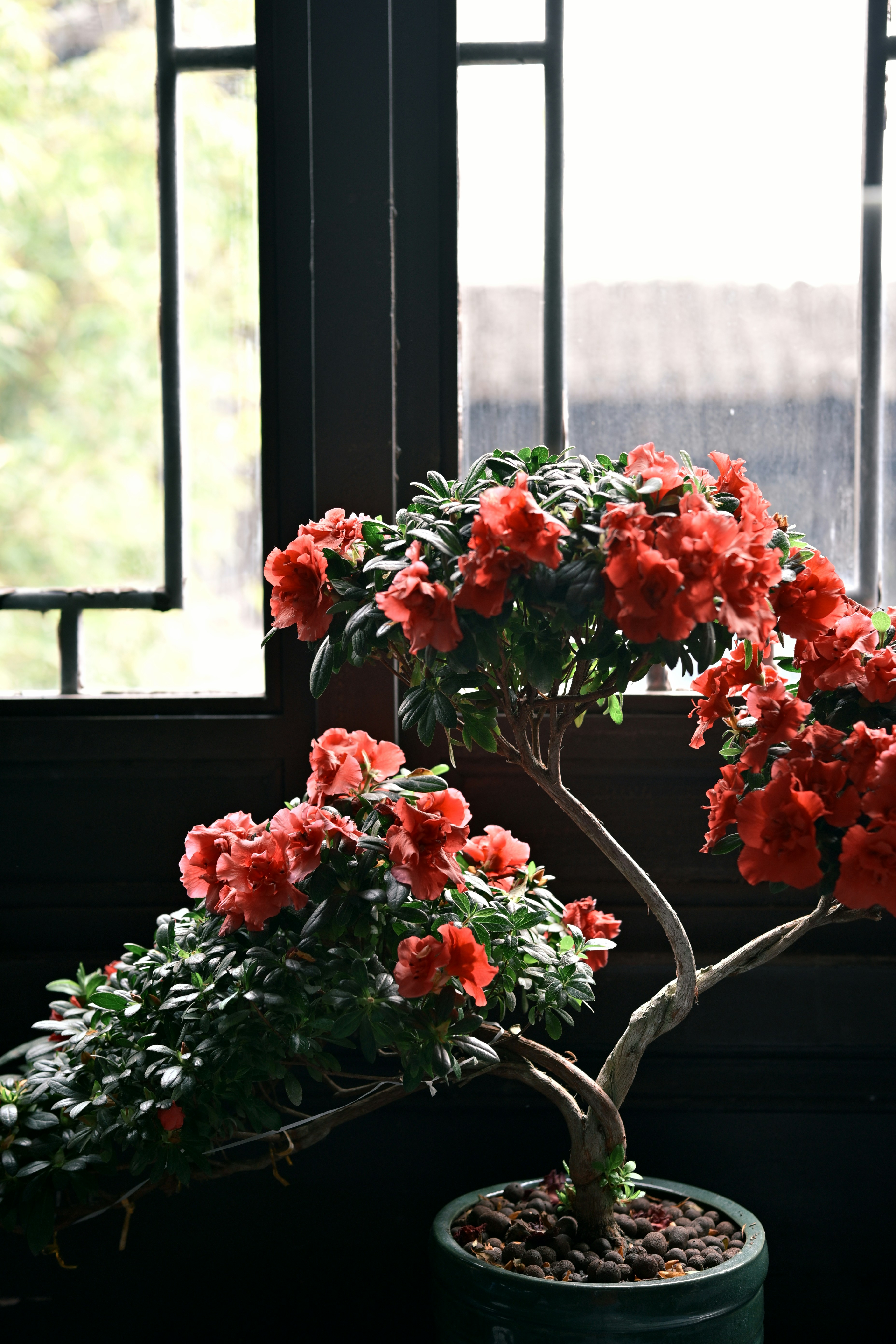 A potted bonsai tree with vibrant red flowers.