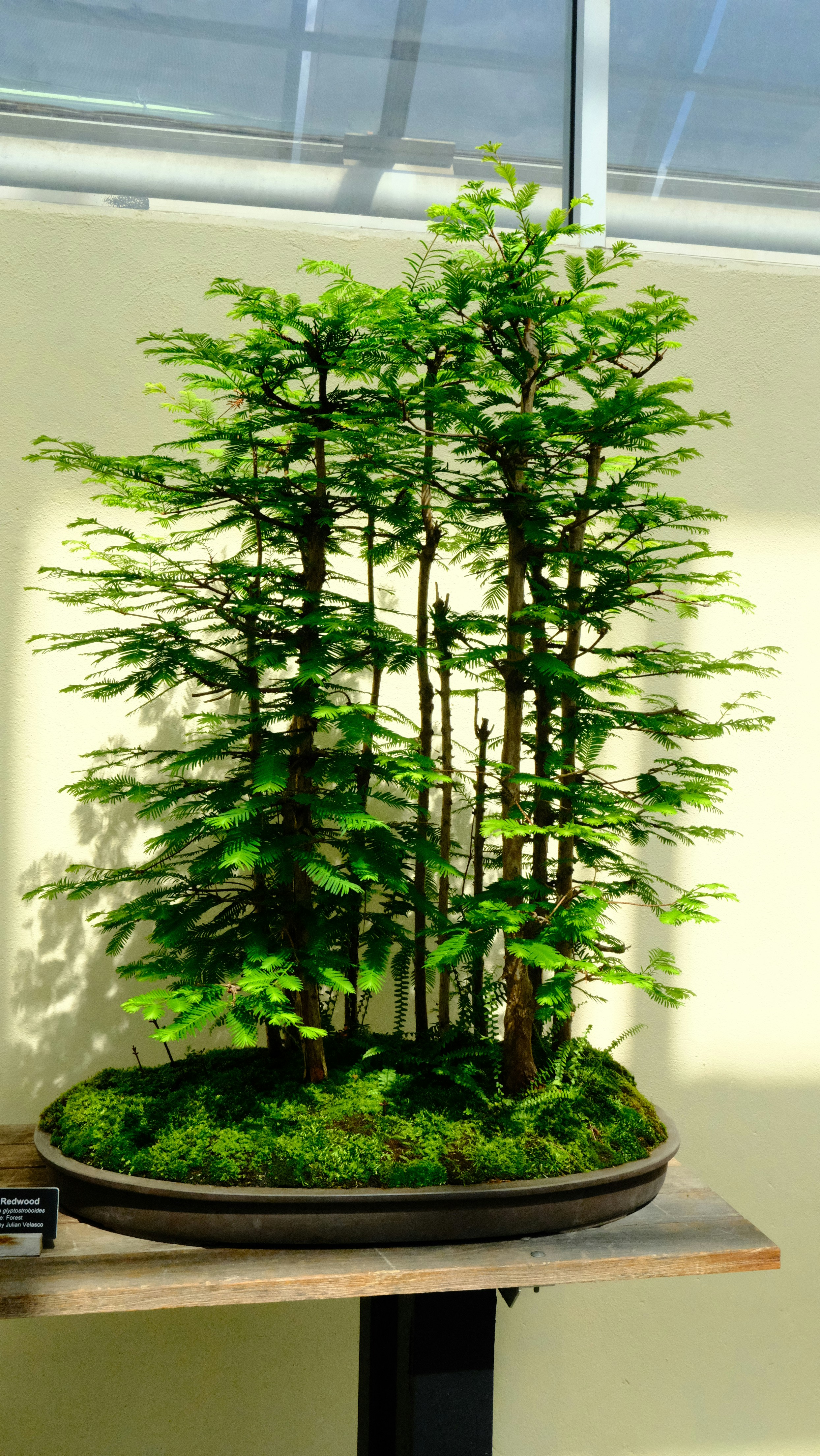 Conclusion by Bonsai Garden Lush green bonsai forest arrangement in a shallow pot.