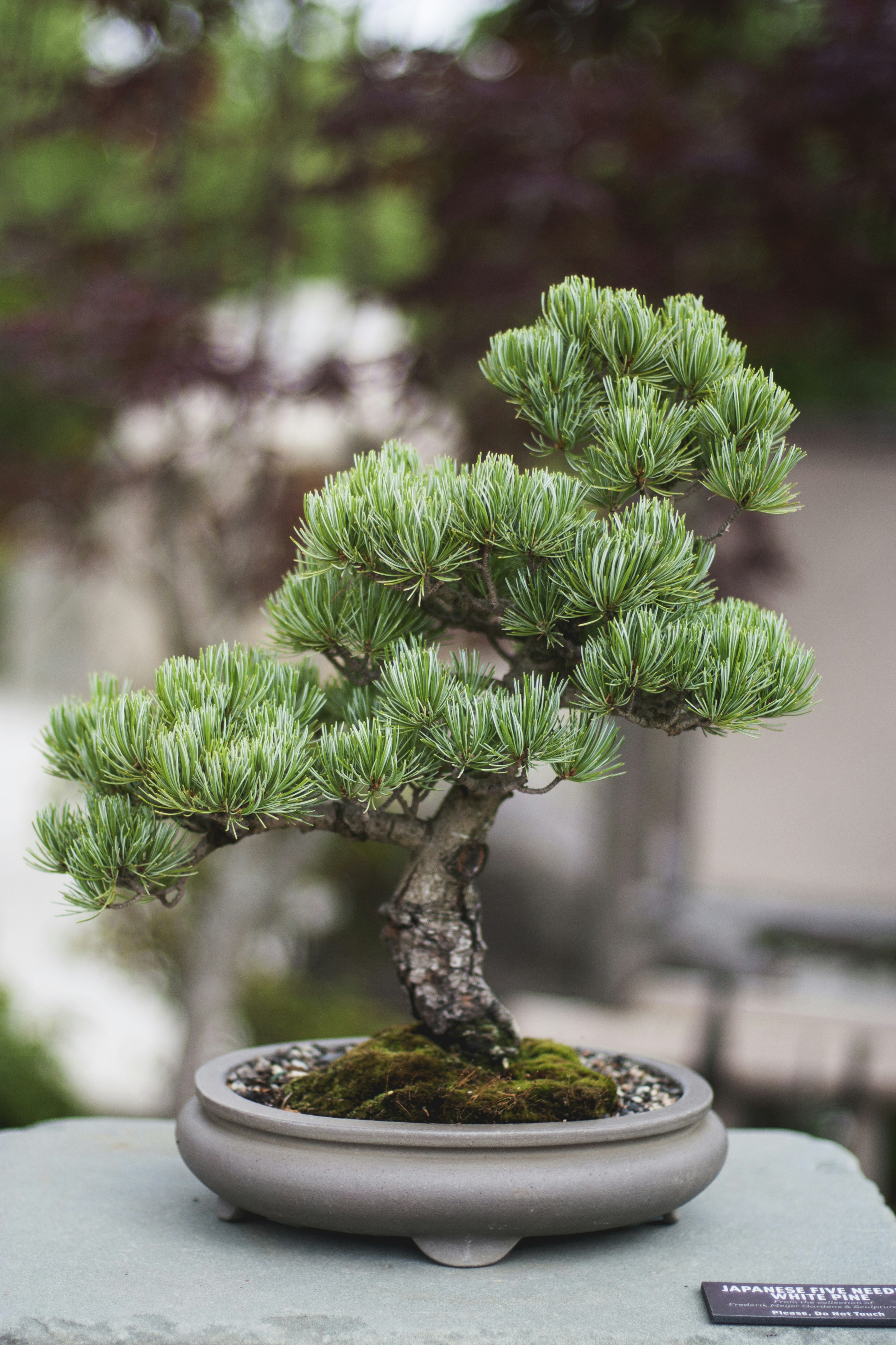 Conclusion by Bonsai Garden shallow focus photo of bonsai plants