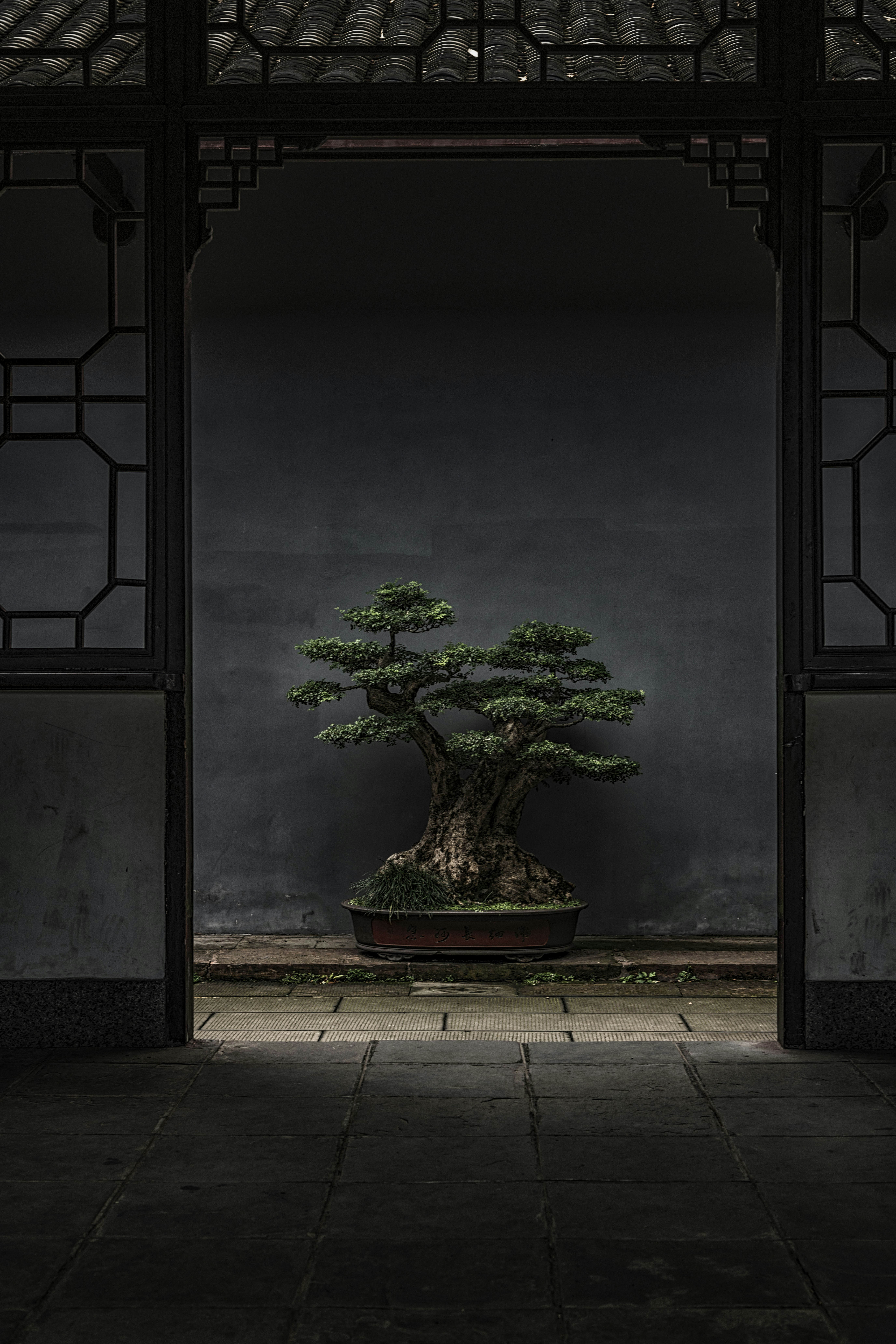 ❓ FAQ: Your Burning Questions About Bonsai Proportion Answered by Bonsai Garden brown and green bonsai tree