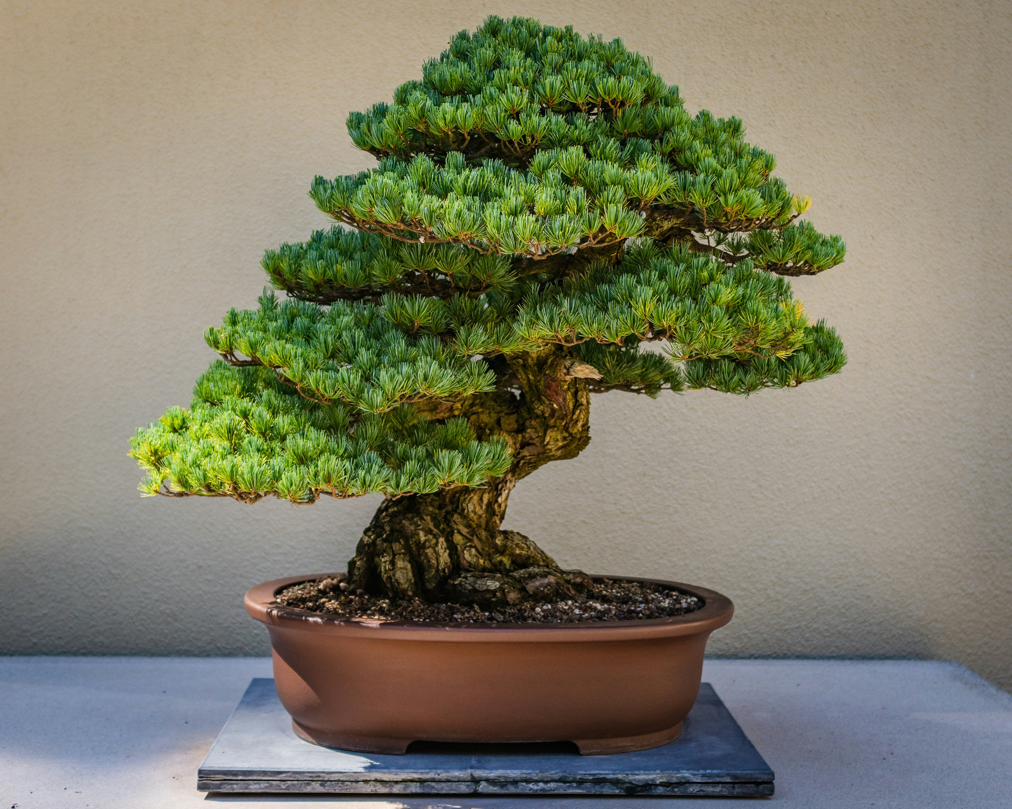 How many years does it take to grow a bonsai? by Bonsai Garden green plant on brown clay pot