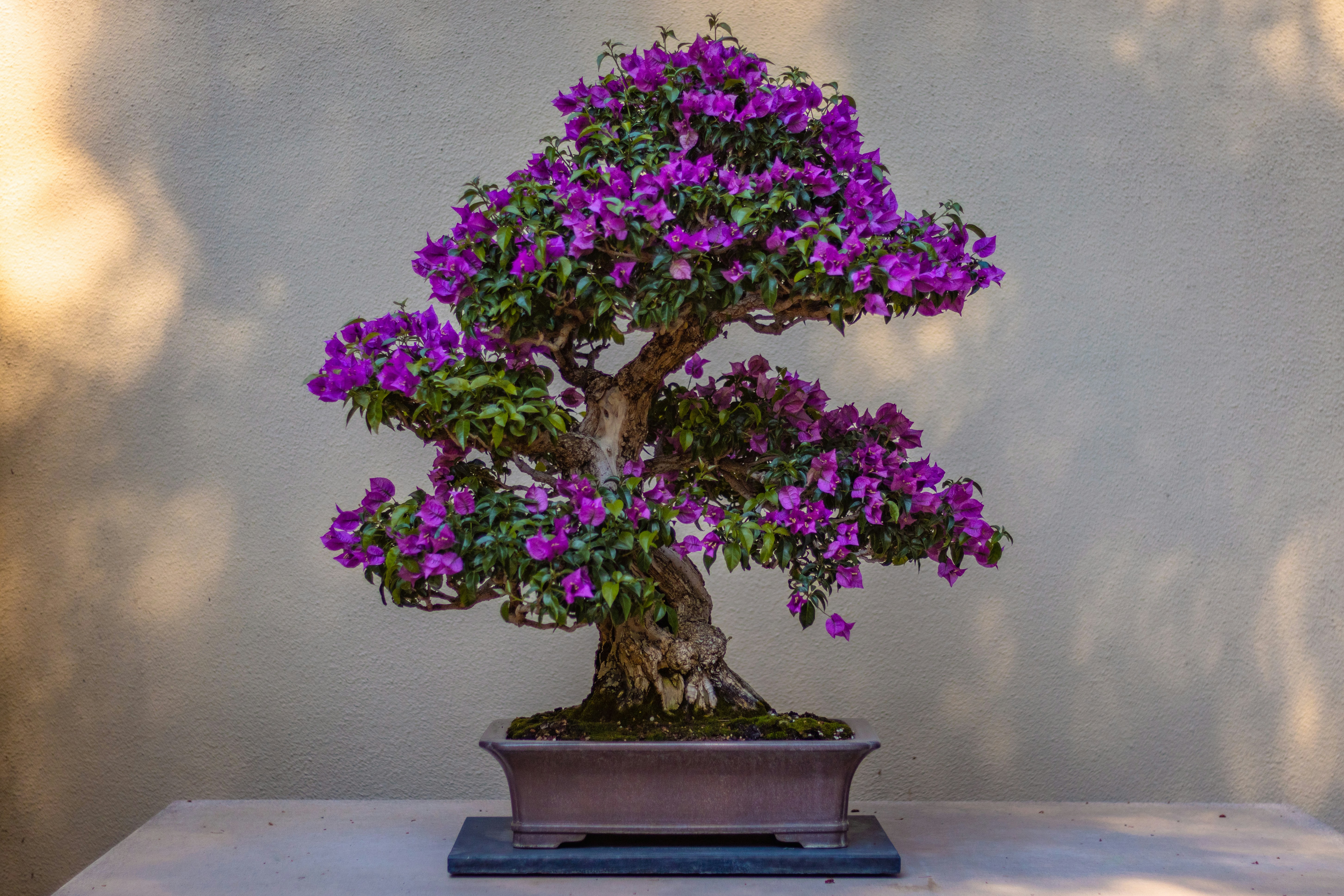 Bonsai est 1800
by Bonsai Garden purple flowers on blue ceramic vase