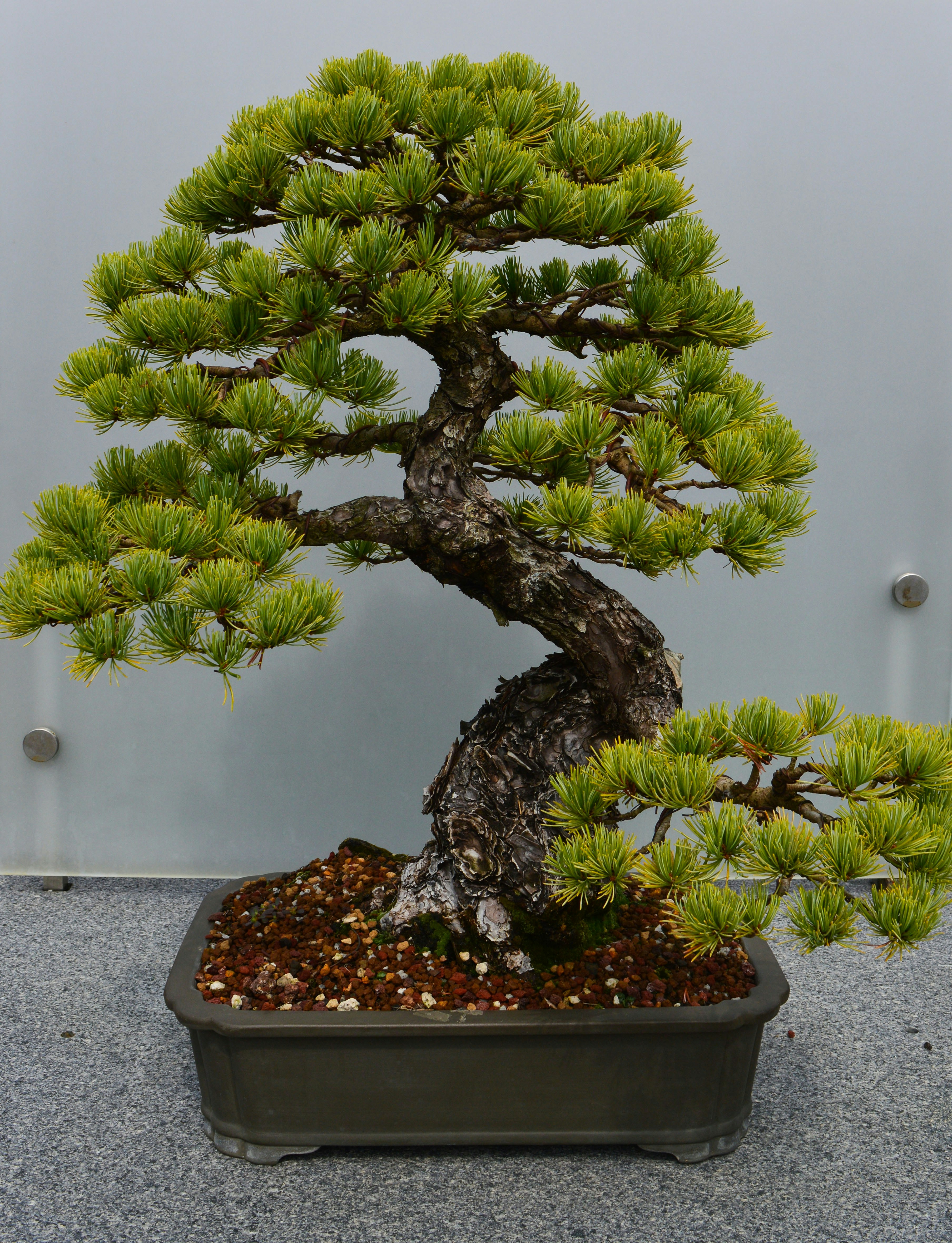 Bonsai tree by Bonsai Garden a bonsai tree in a pot on a table