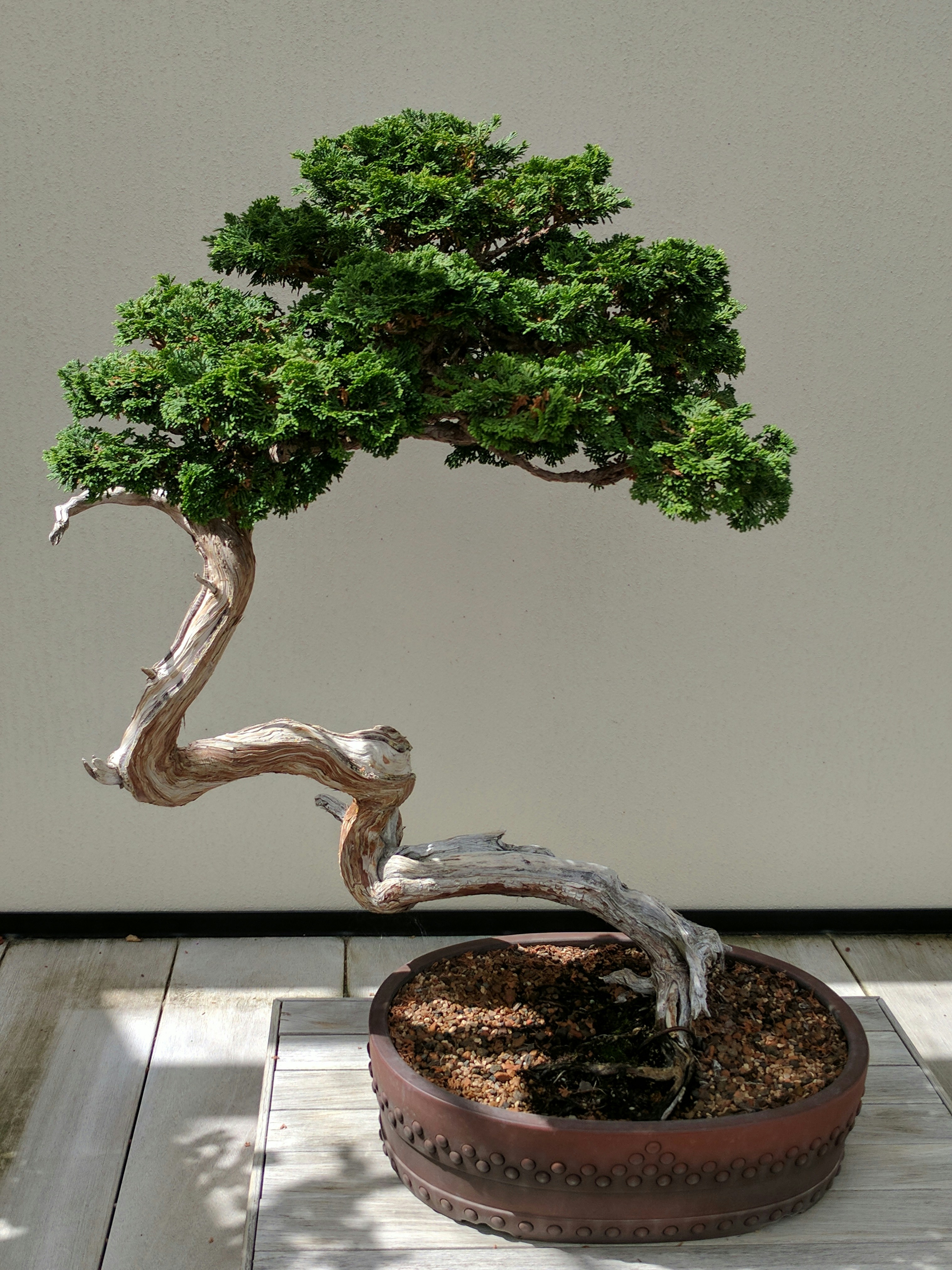 🌿 The Ancient Roots: A History of Balance in Bonsai Aesthetics by Bonsai Garden a bonsai tree in a pot on a table