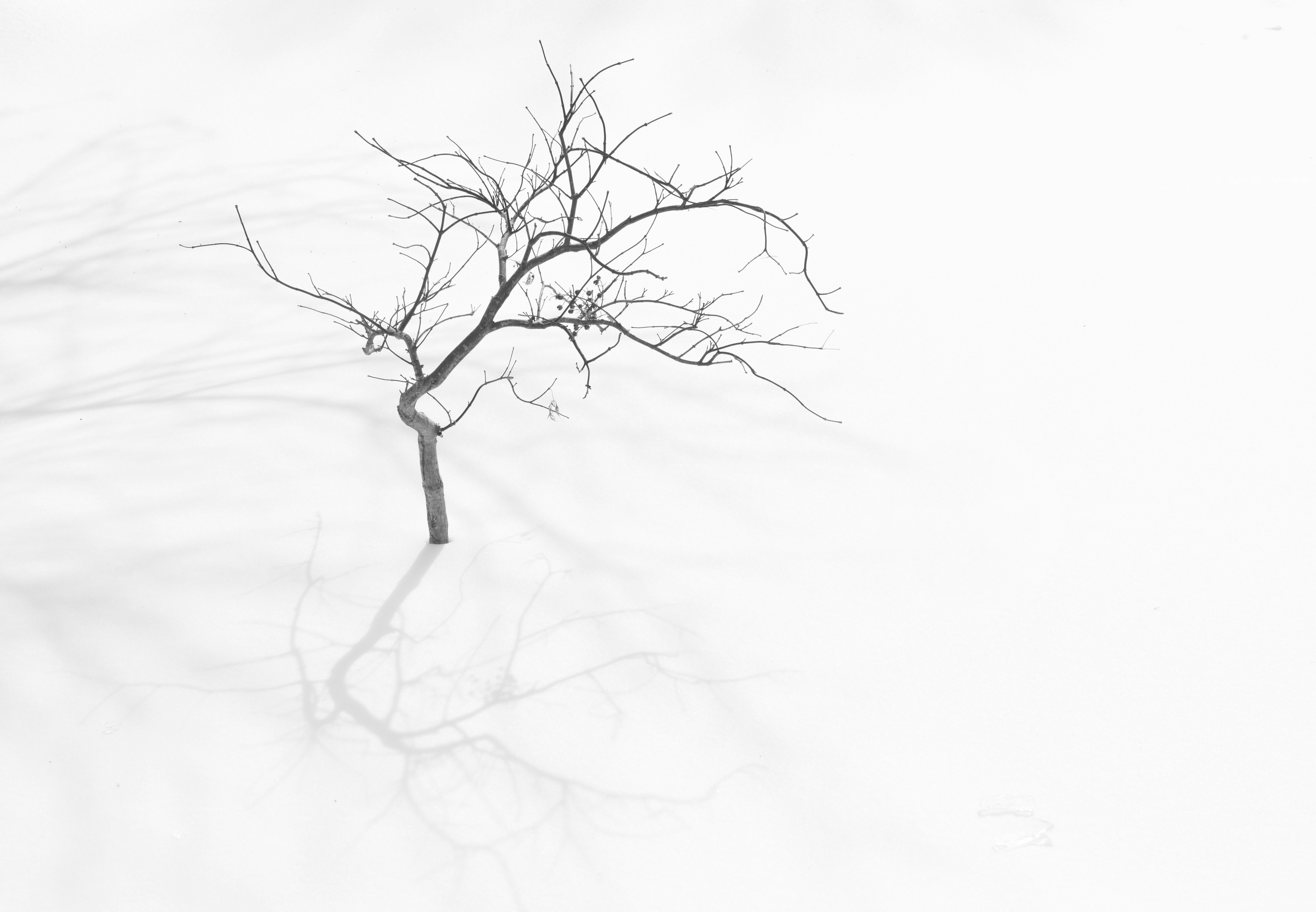 Bare tree with long shadow on white background