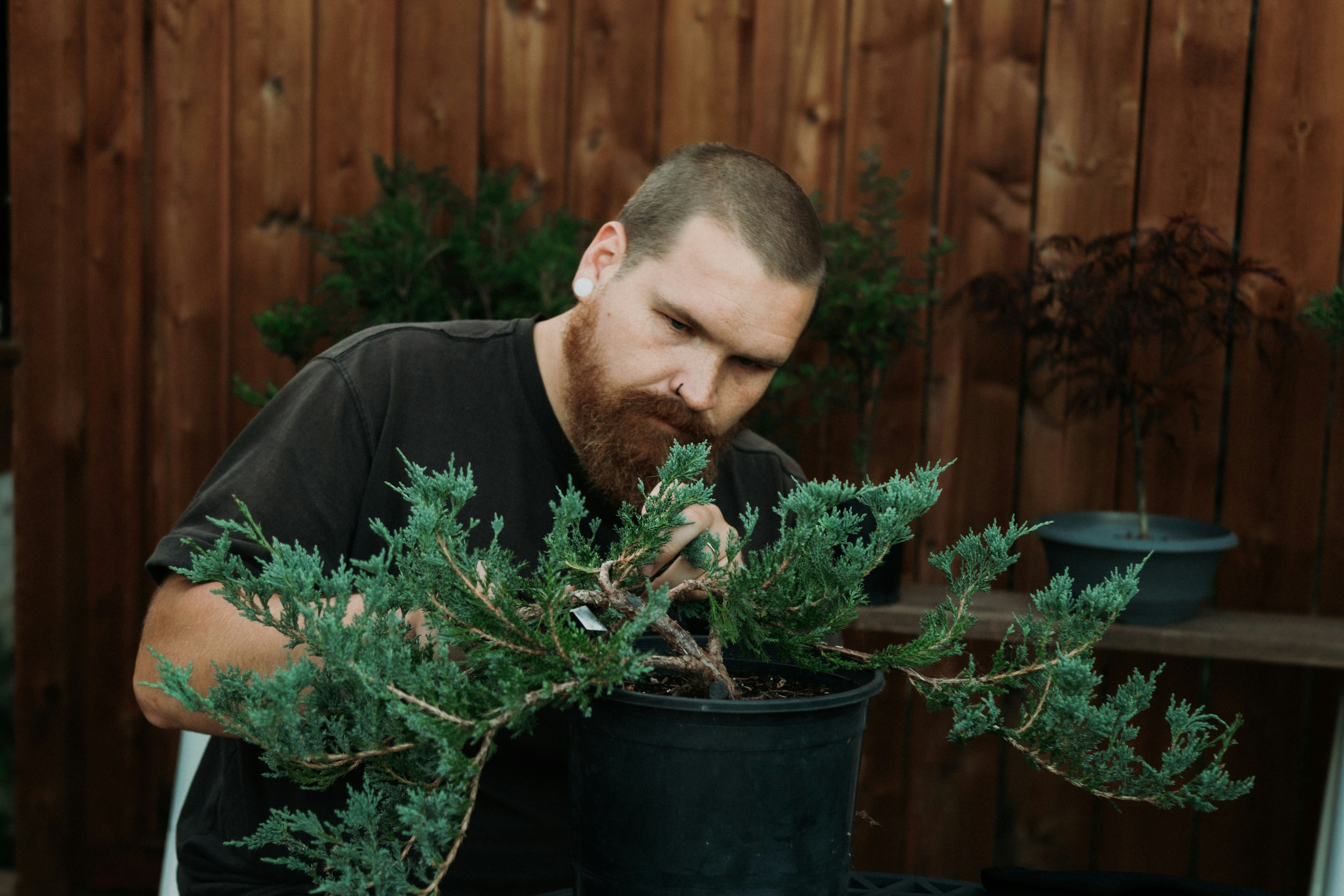 🌱 A Living Tradition Rooted in Time: The History of Bons by Bonsai Garden Bearded man carefully styling a bonsai tree