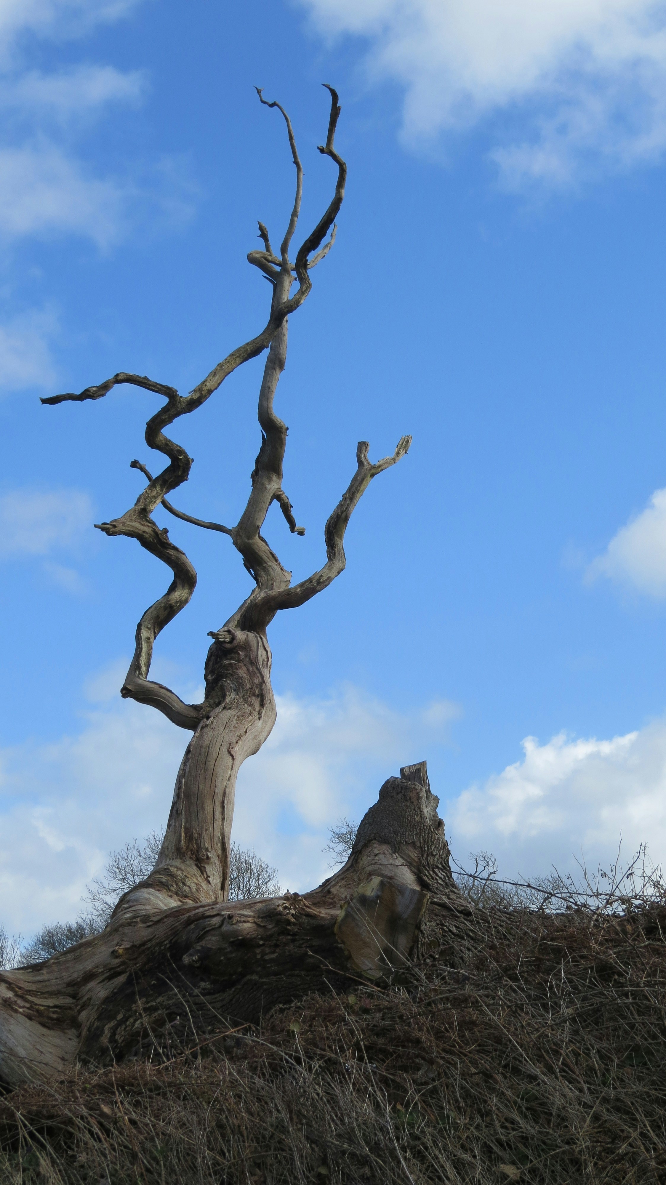 Single dead leafless tree against blue sky in an arid place by Bonsai Garden leafless lone tree on hill under sky