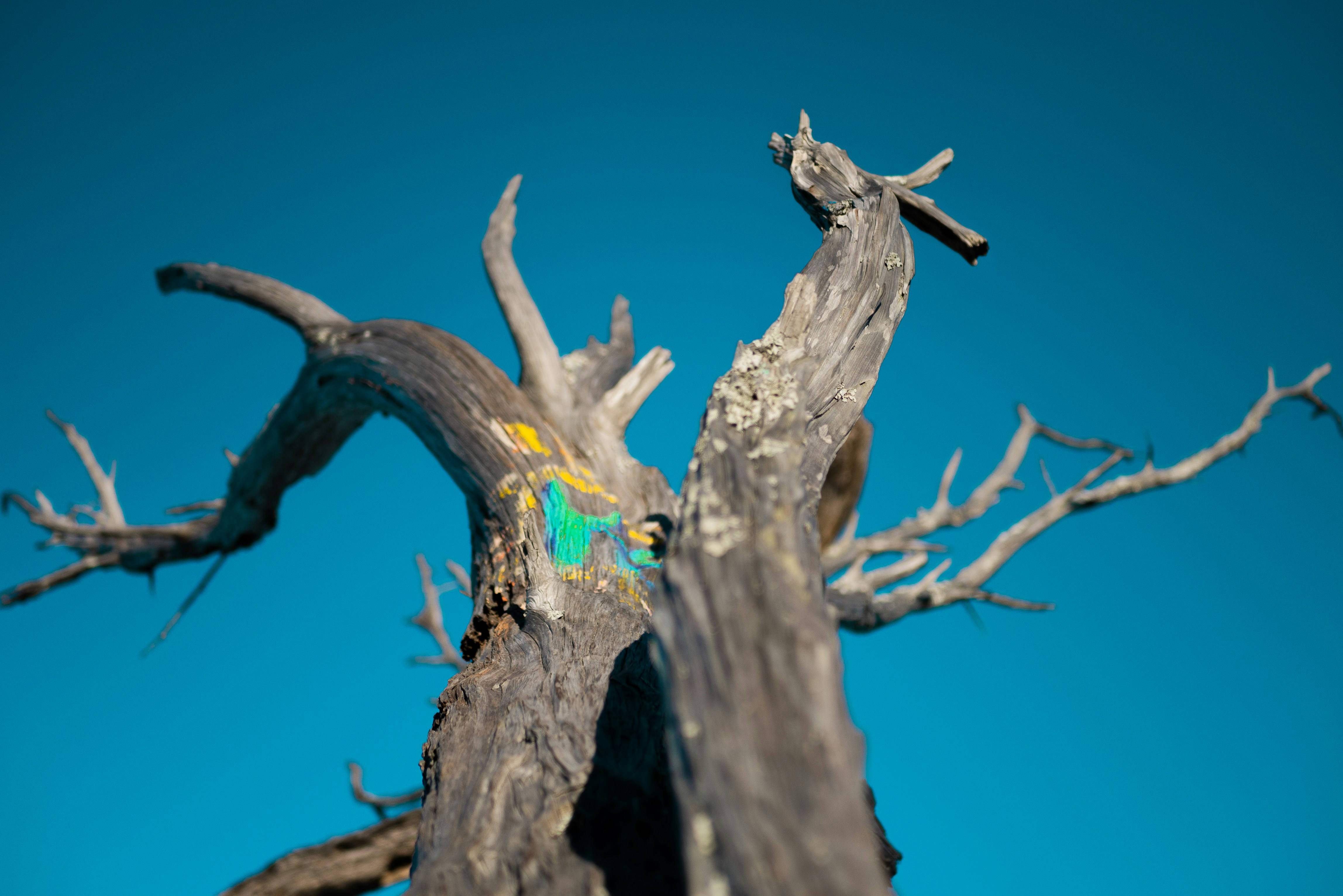 Branch with graffiti against a blue sky by Bonsai Garden brown wood with white powder