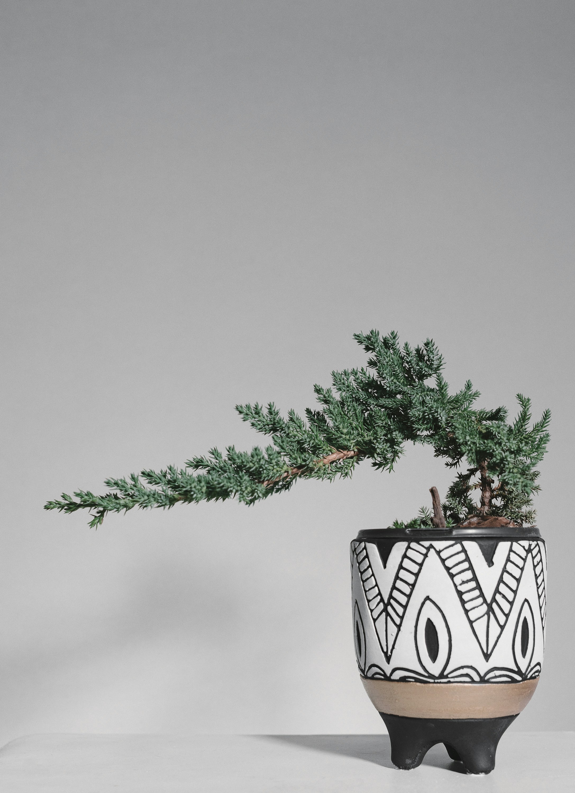 Having fun with houseplants in March by Bonsai Garden green plant on black and white ceramic pot