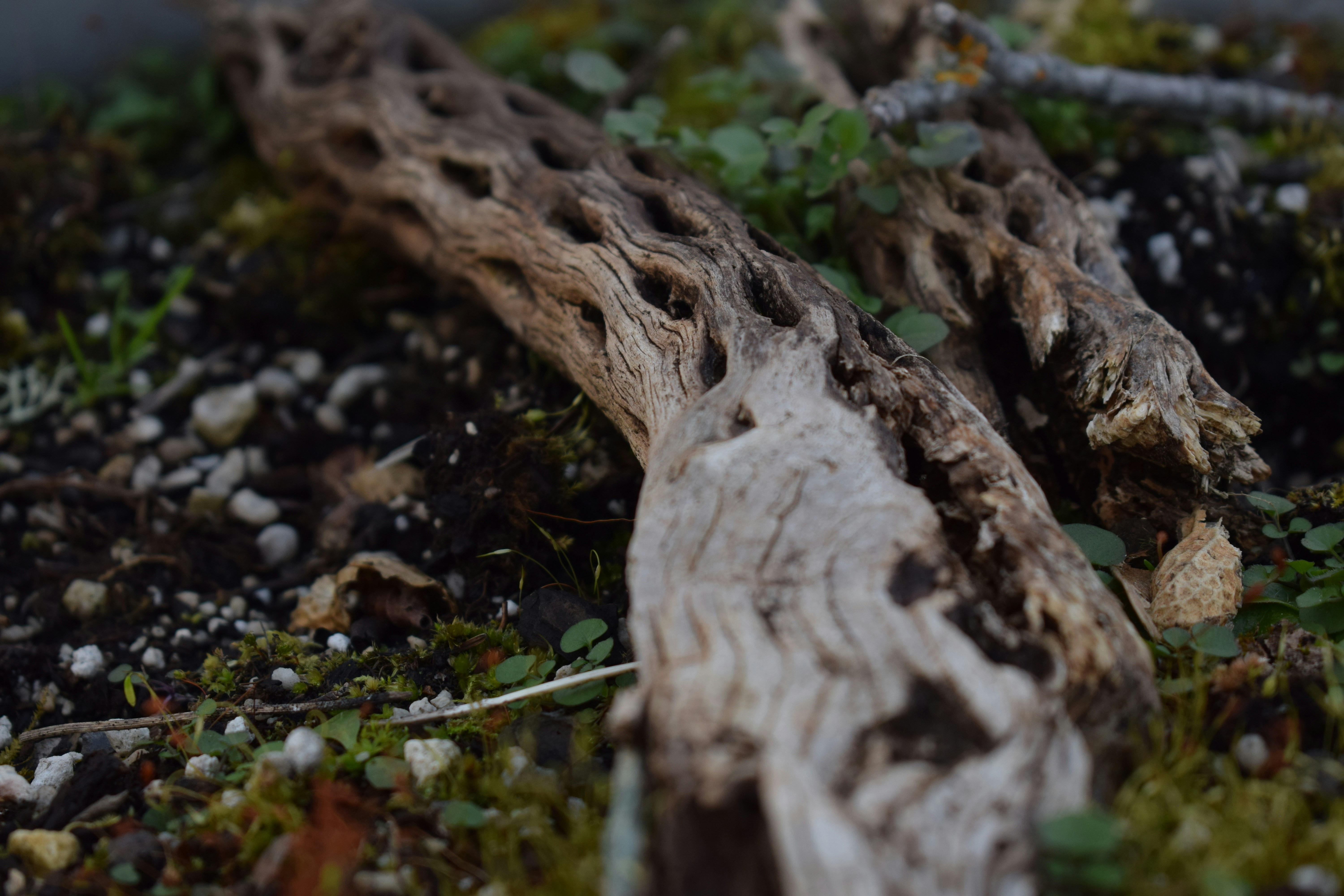 📜 The Ancient Art of Deadwood: History and Philosophy by Bonsai Garden brown tree trunk on water