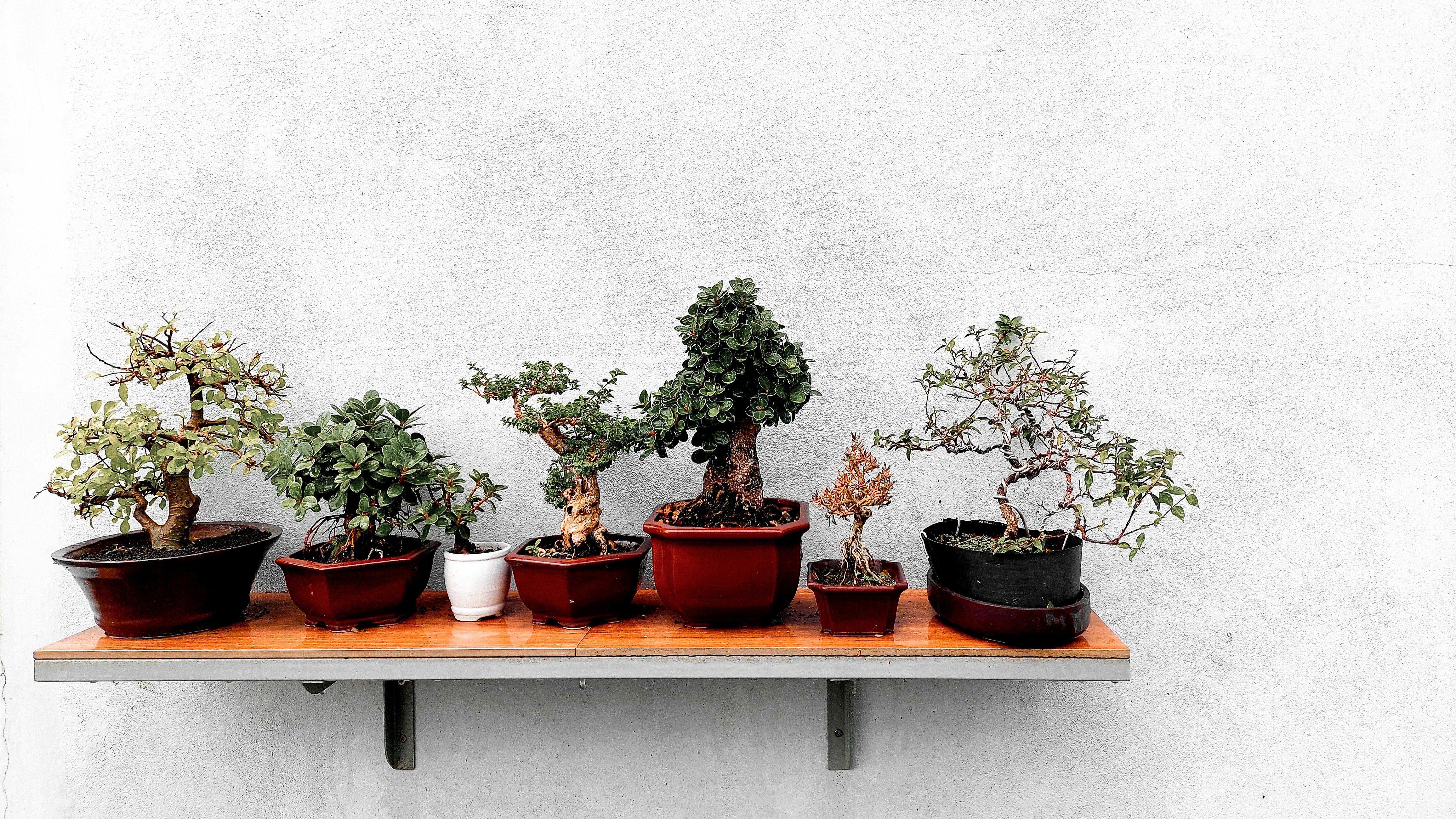 🌿 The Ancient Art Mets Modern Walls: A Brief History of Bonsai Display Evolution by Bonsai Garden a row of potted plants sitting on top of a wooden shelf