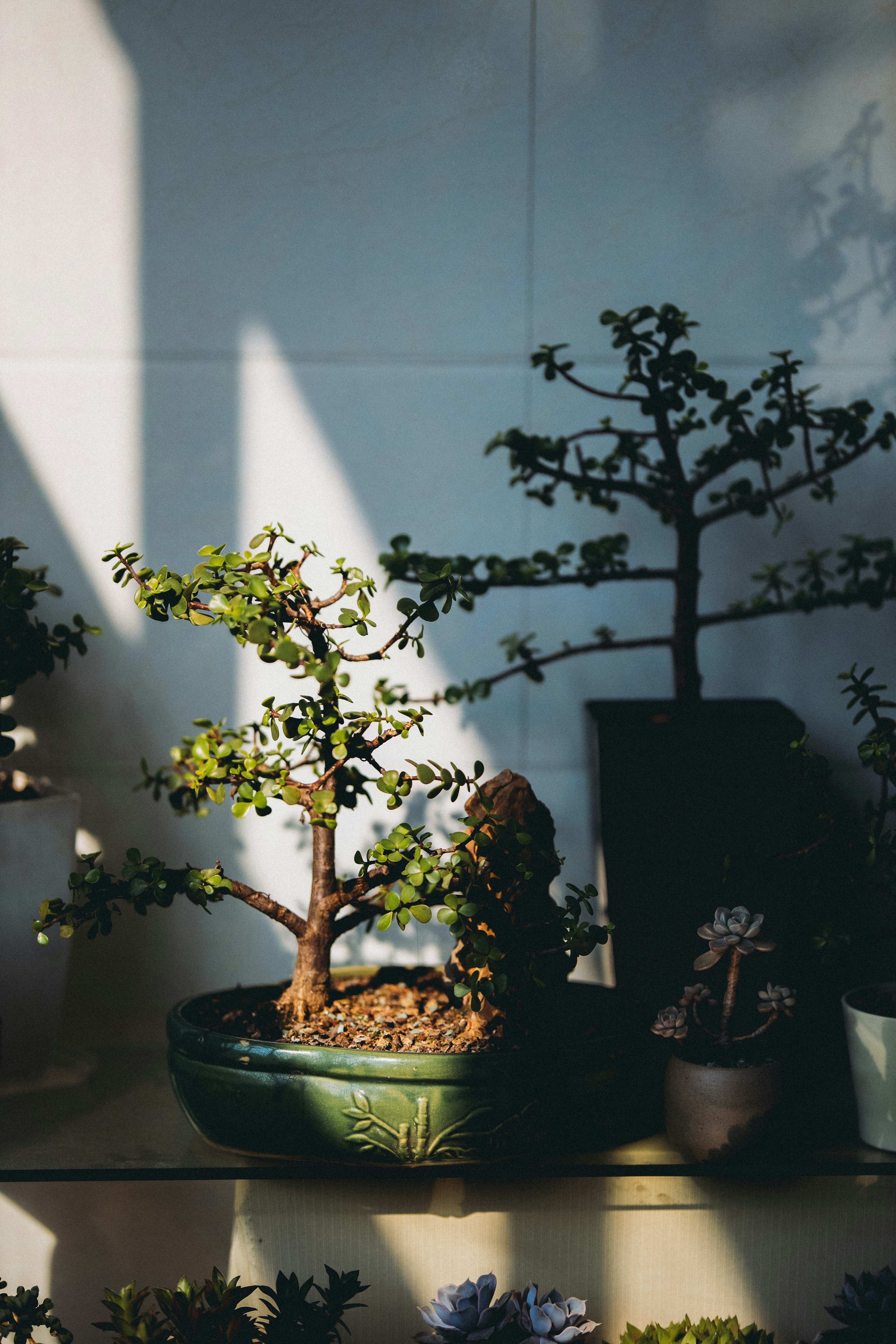🧐 Conclusion by Bonsai Garden a bonsai tree in a pot on a shelf